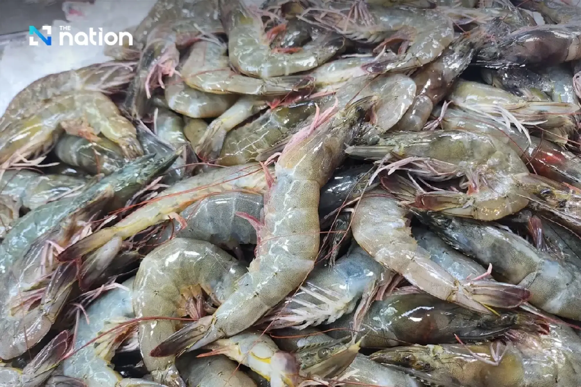 Thai Shrimp Crisis: Industry Demands 'National Agenda' to Hit 400,000-Ton Target and Seize US Market Opening