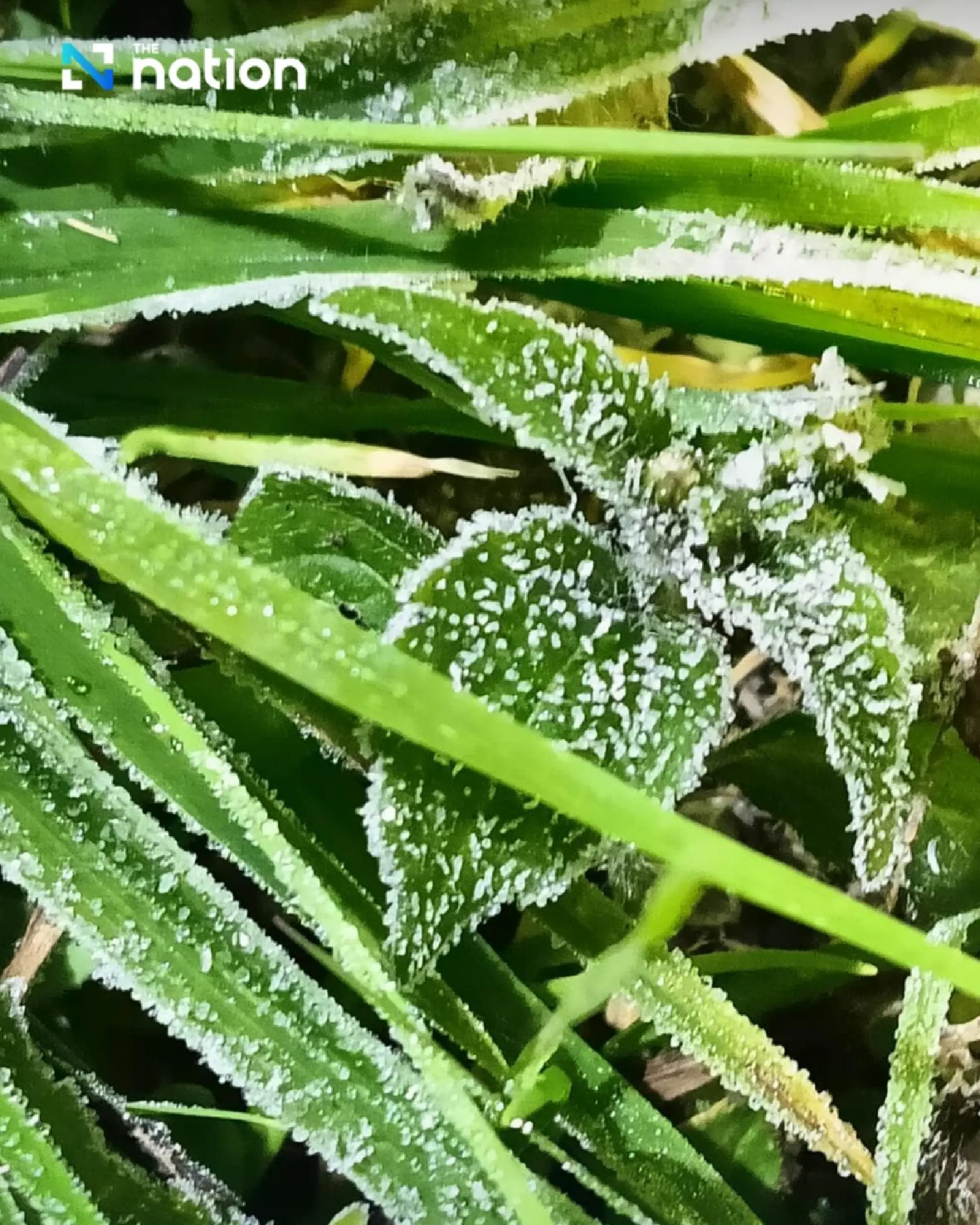 Cool to cold across upper Thailand; Southern storms persist