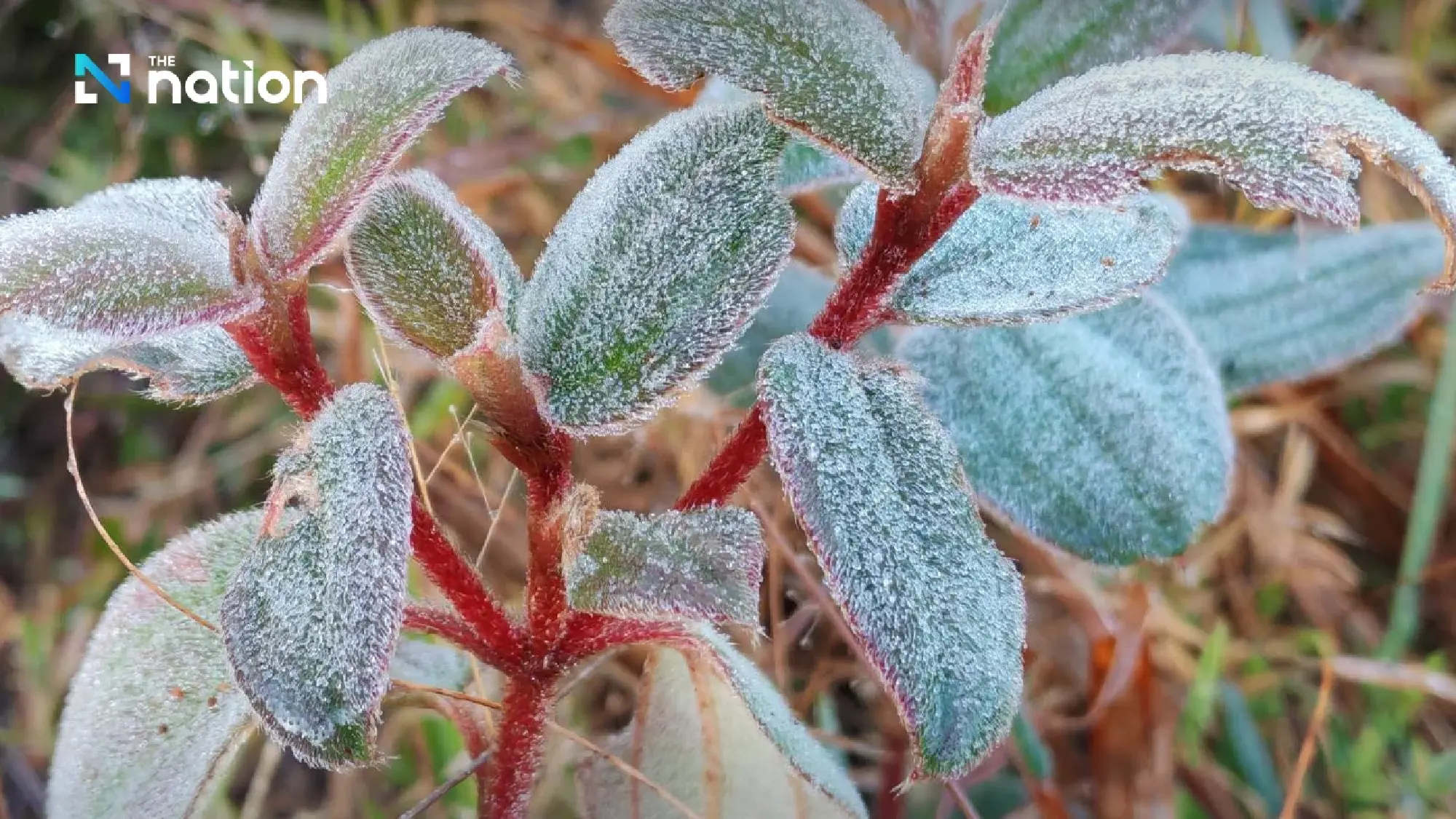Cold weather expected across Northern and Northeastern Thailand, less rain in the South