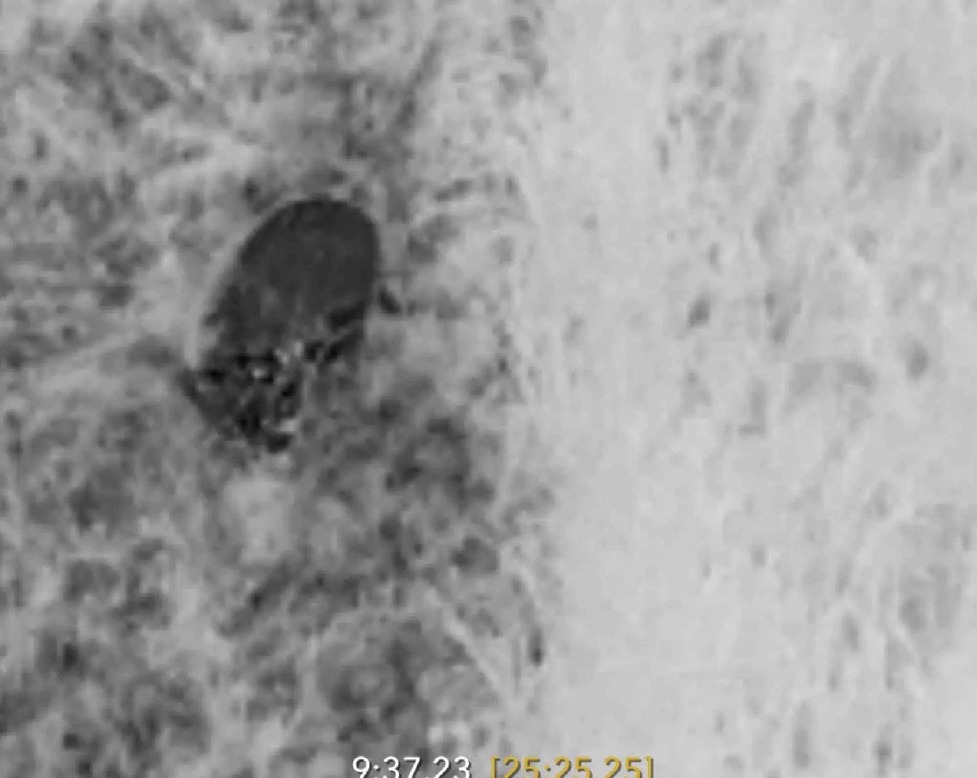 A thermal image of a bear taken by a camera on a drone (Courtesy of the village of Showa, Fukushima Prefecture)