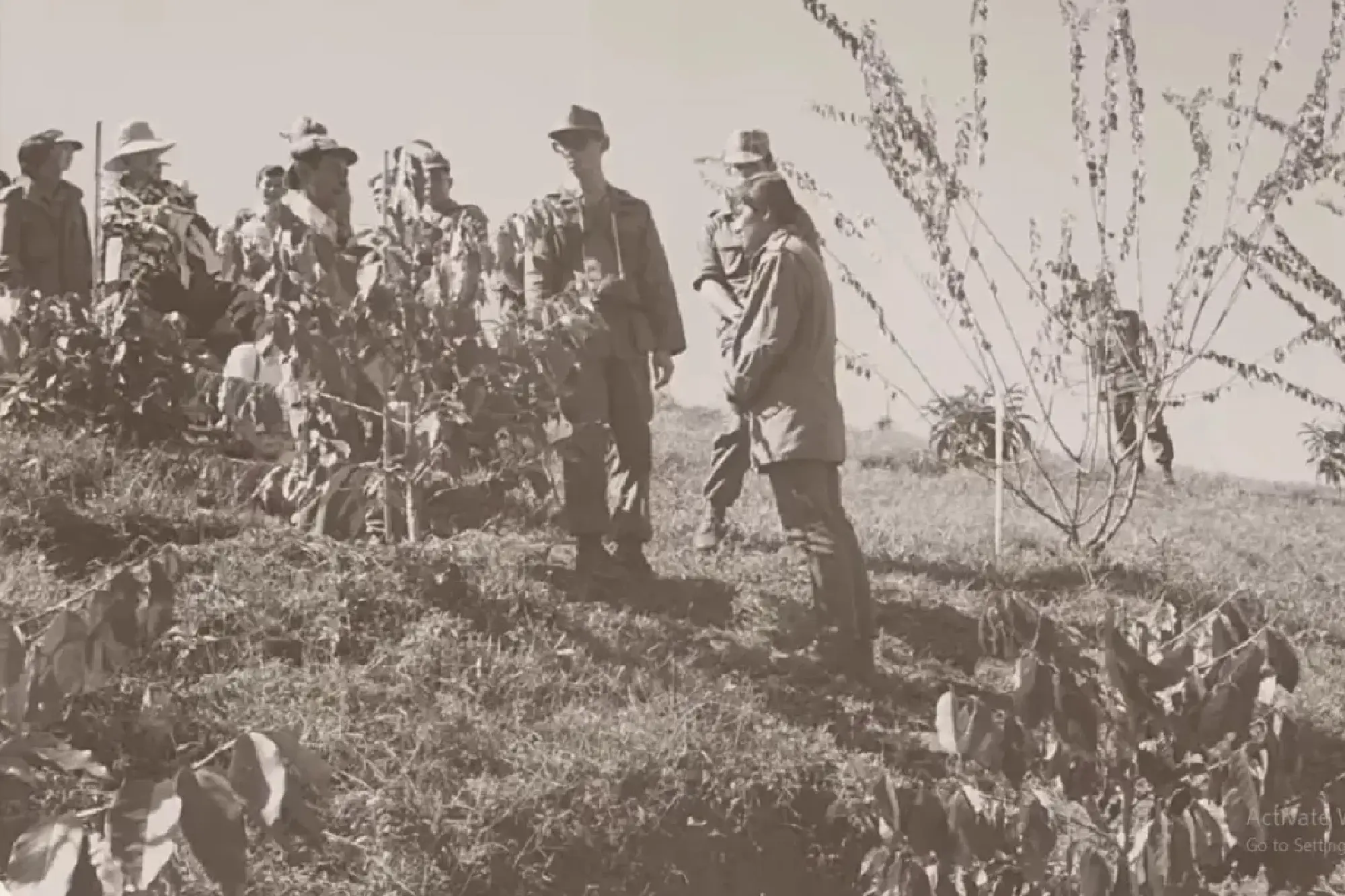 The Coffee Tree of 'Father': From Opium Fields to Arabica Forests