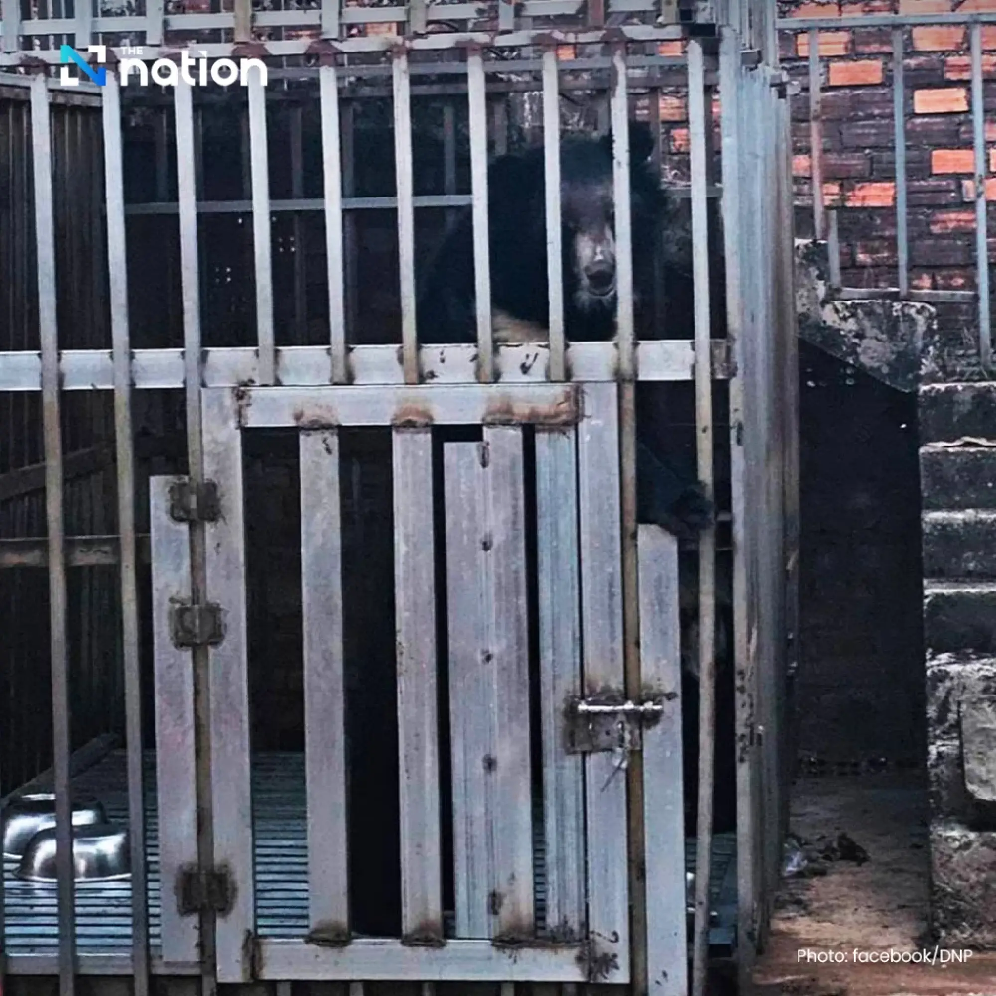 Thai task force rescues two lions and three bears found caged at Cambodian casino near Trat border