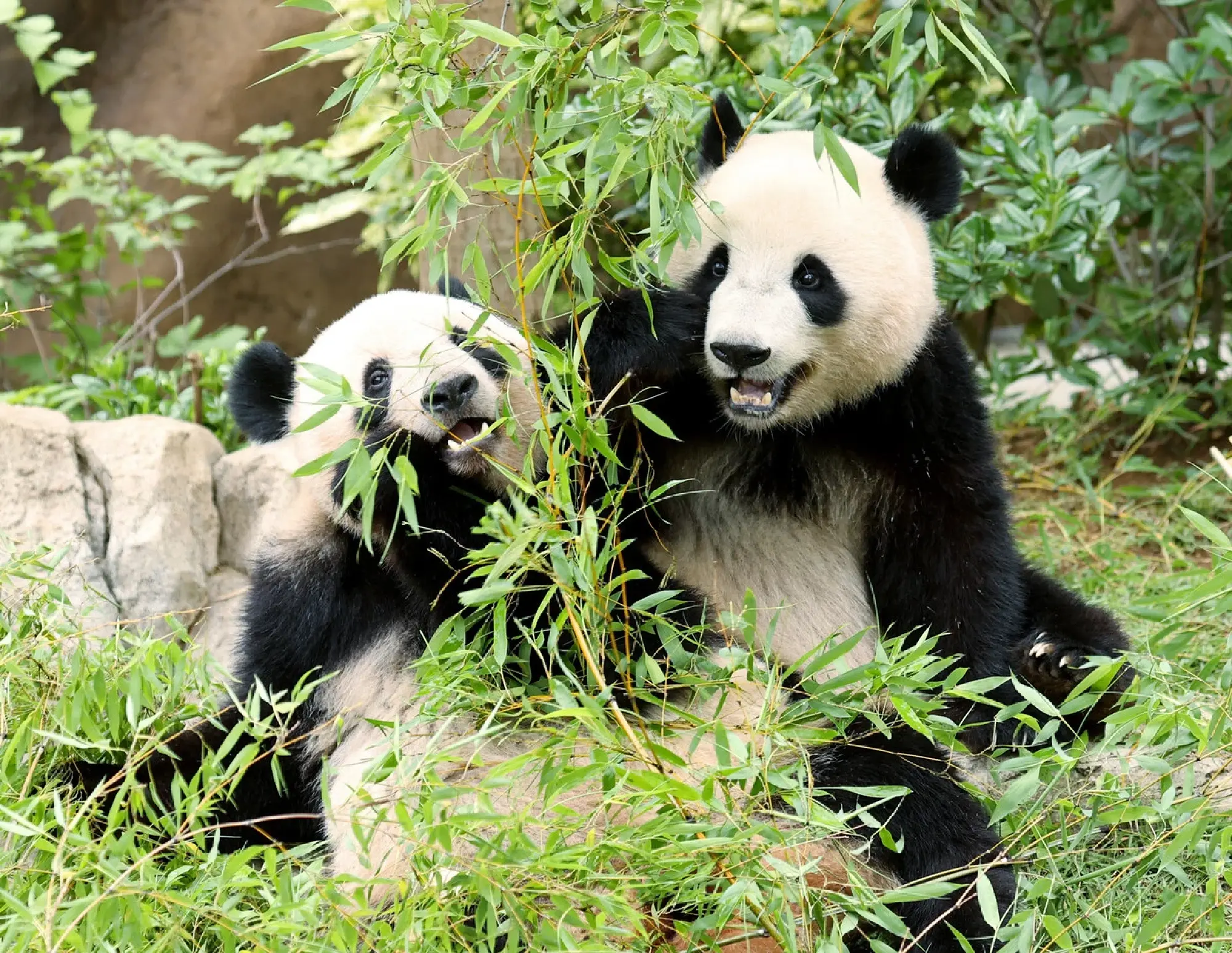 Japan's last 2 pandas to return to China in January