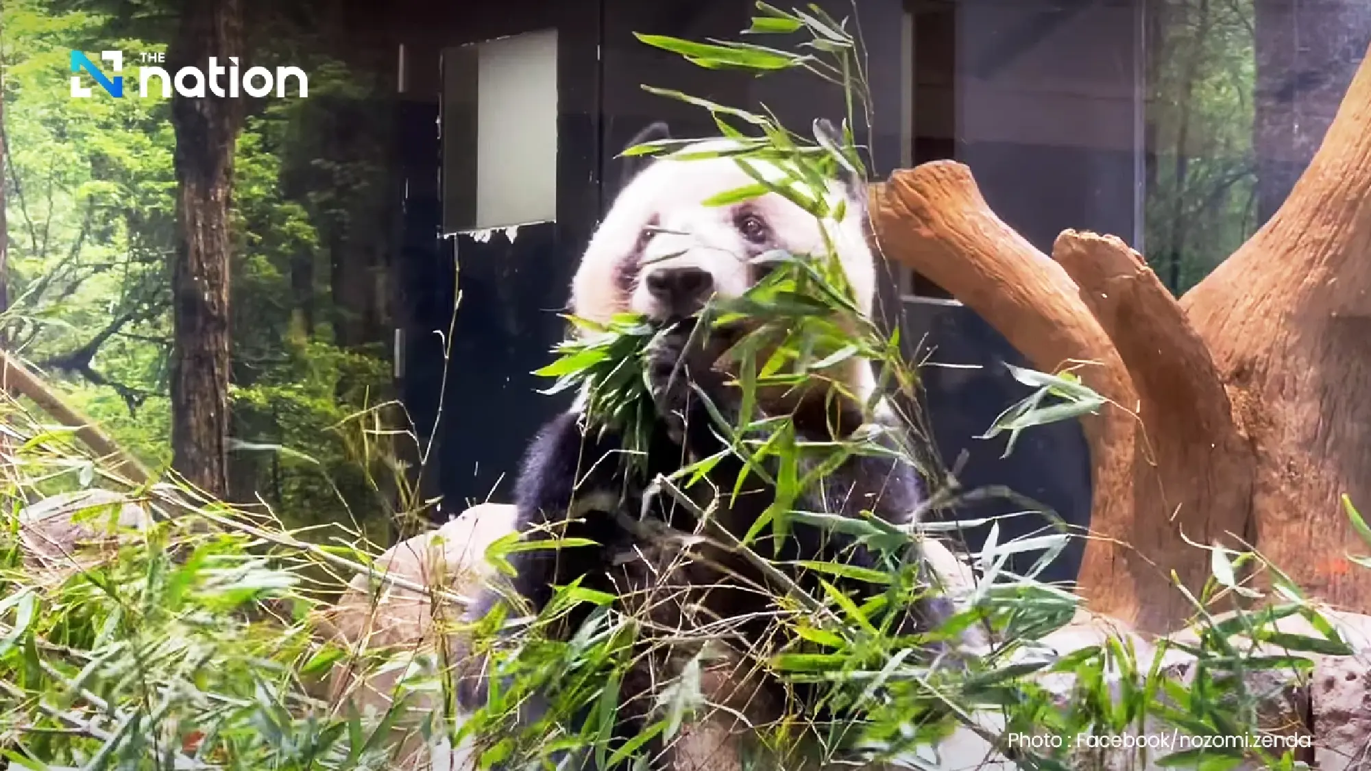 Japan returns beloved pandas to China amid diplomatic rift