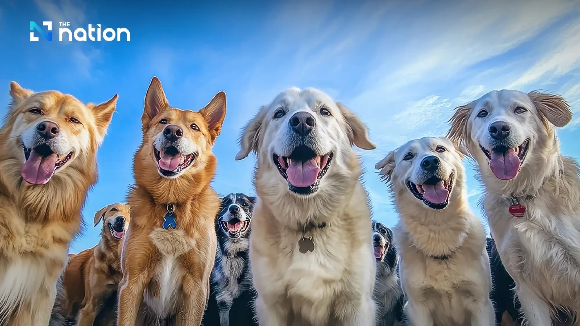 Bangkok, Fukuoka team up on ‘One Health’ rabies-free drive