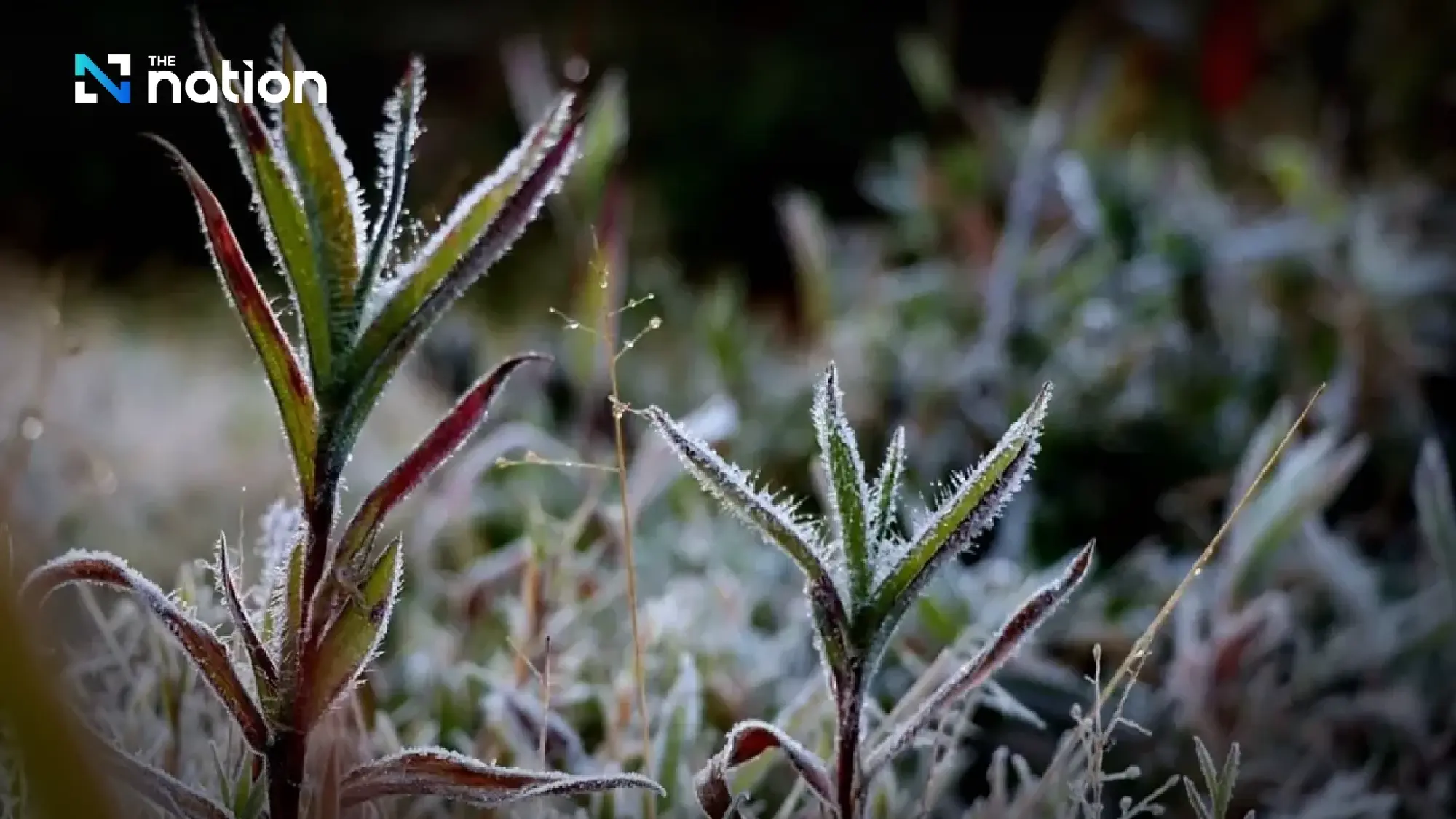 Frost returns to Phu Luang as temperatures drop to 3°C