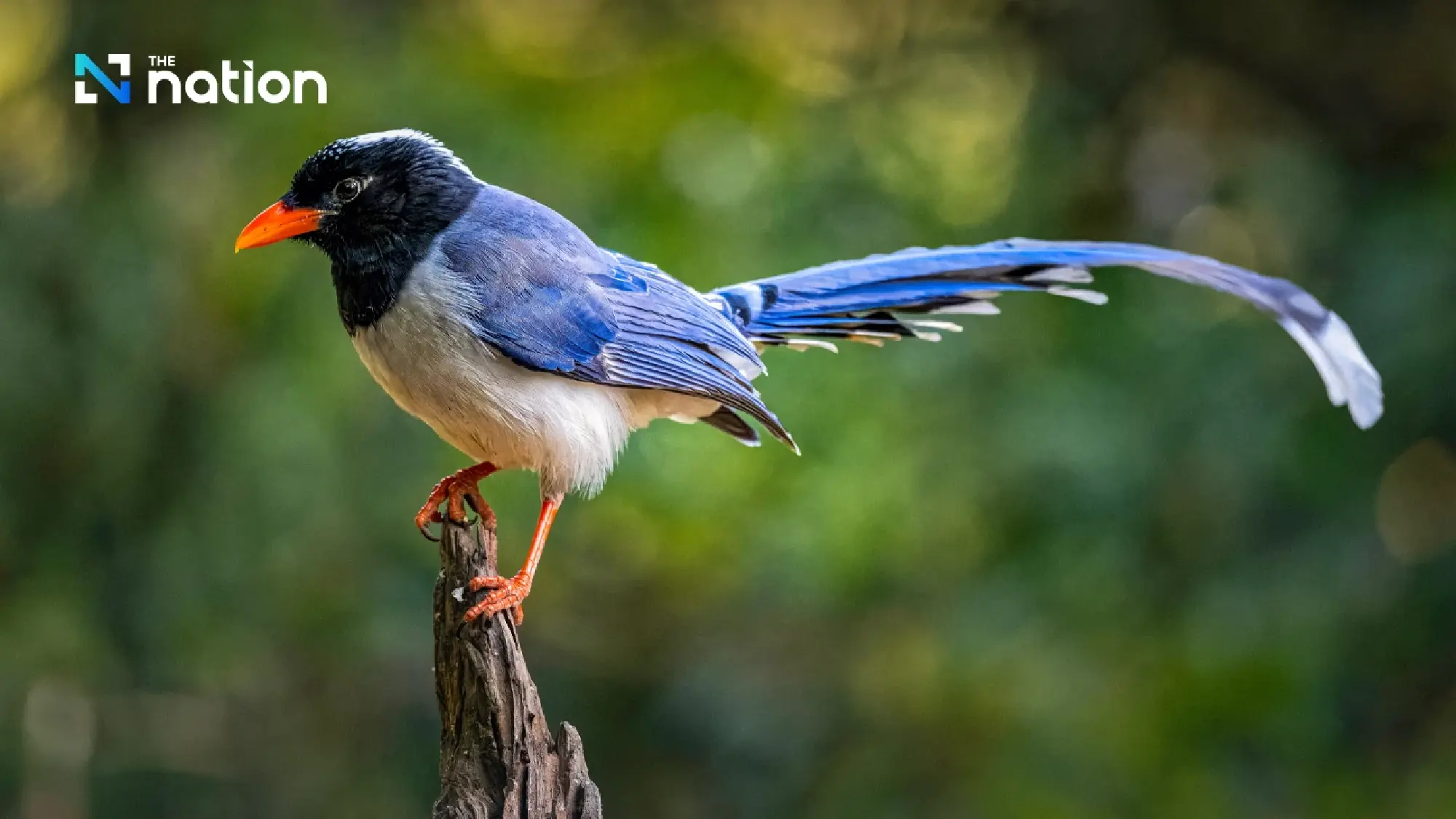 January 5 National Bird Day: rising heat puts chicks at risk