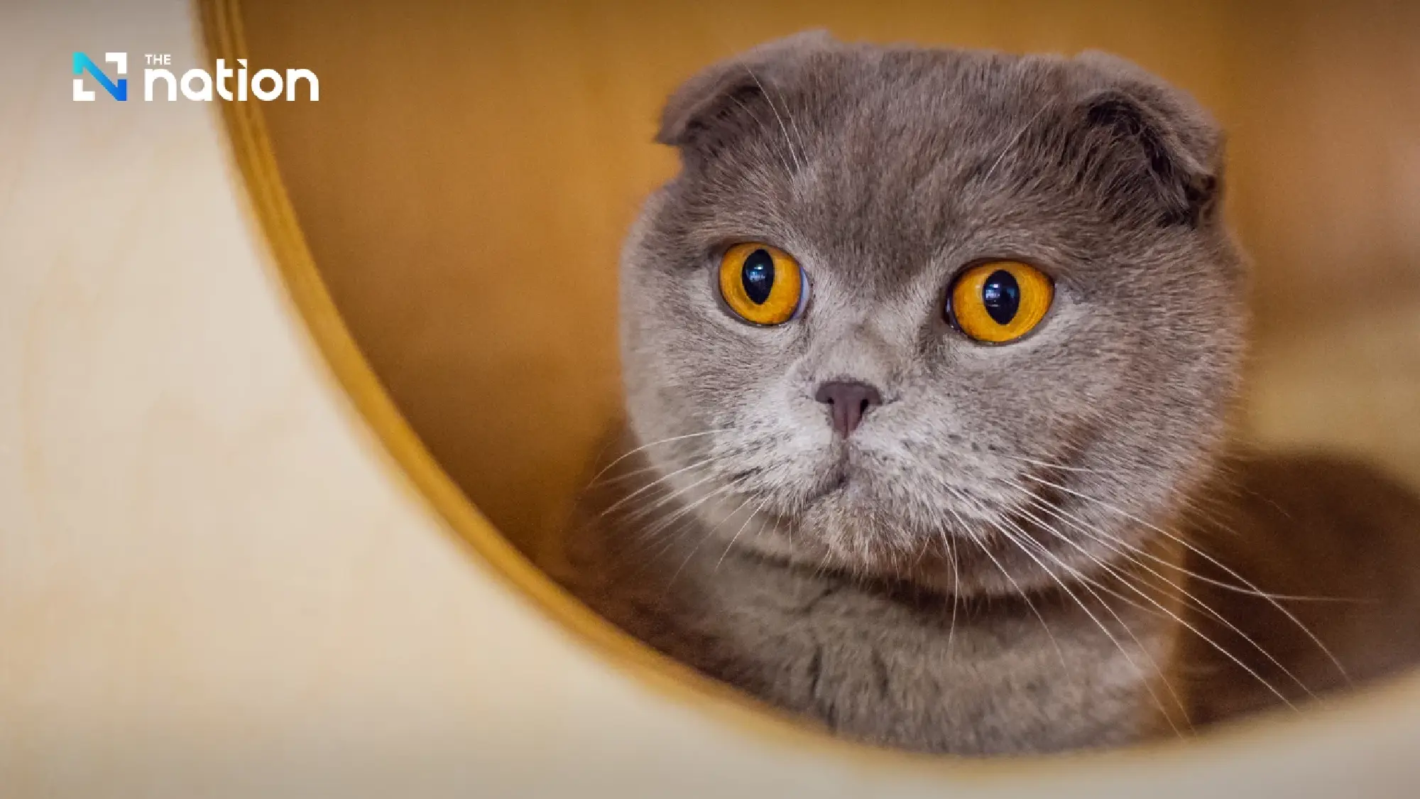 Netherlands bans new Scottish Fold and Sphynx ownership