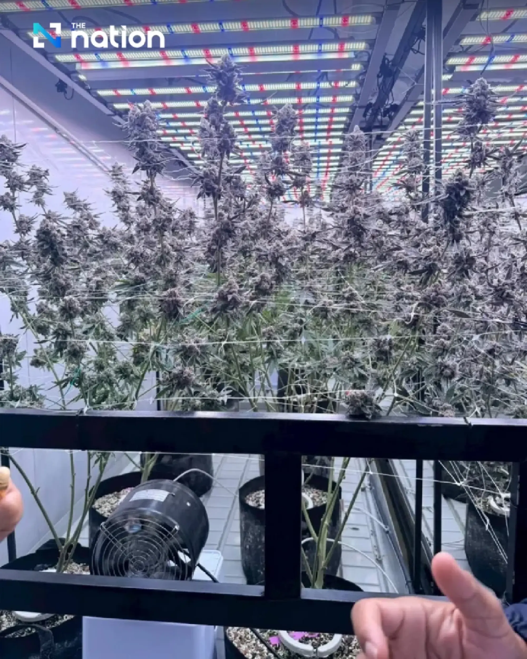 DBD busts foreign-funded cannabis farm in Krabi