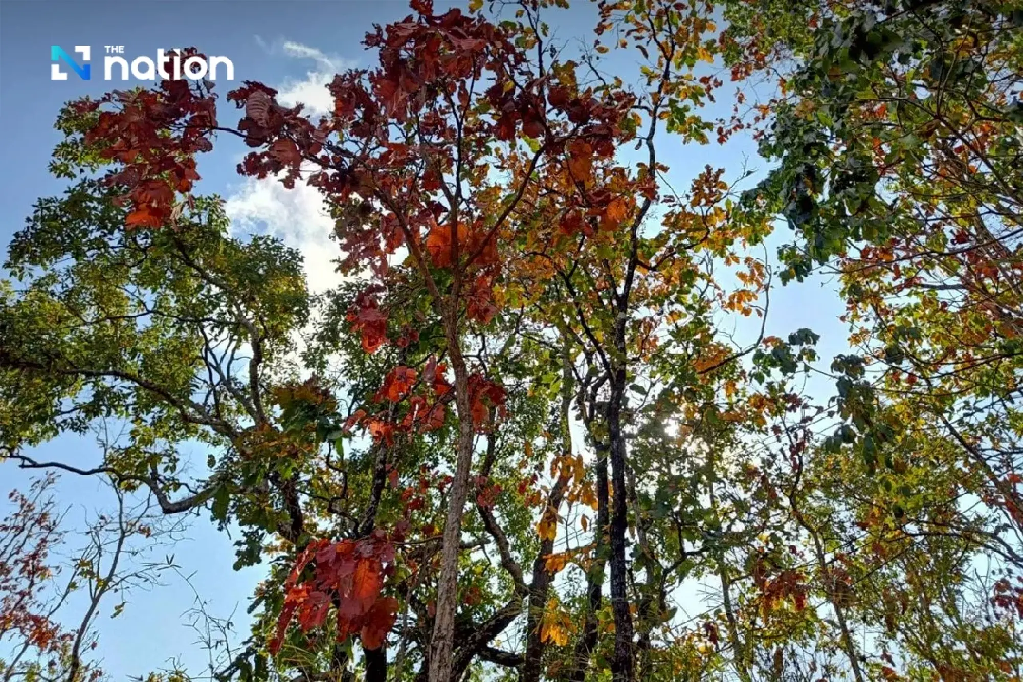 The ‘colour-changing forest’ phenomenon: a spectacular palette in Nam Nao Forest, Phetchabun