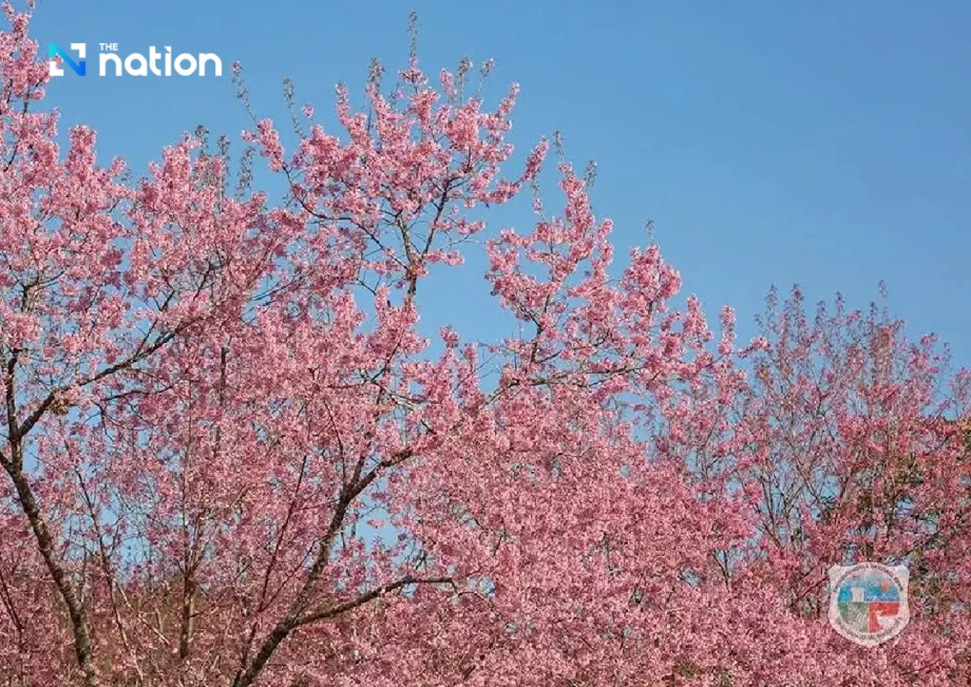Last call for Thailand’s “sakura” at Phu Lom Lo