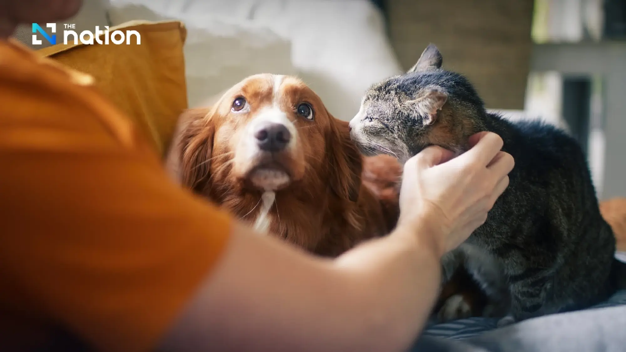 BMA Launches City-Wide Free Microchipping Drive for Bangkok’s Pets