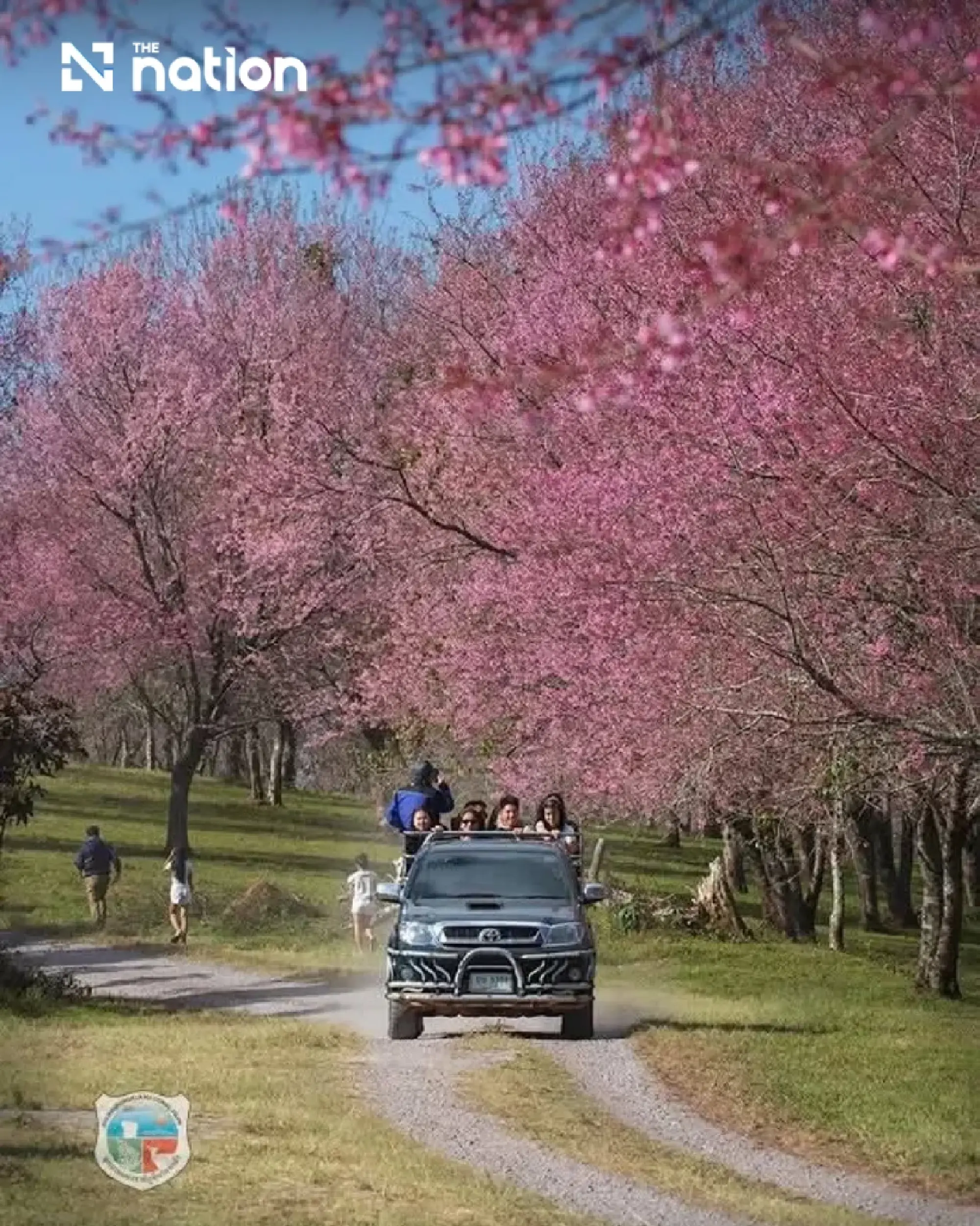 Last call for Thailand’s “sakura” at Phu Lom Lo