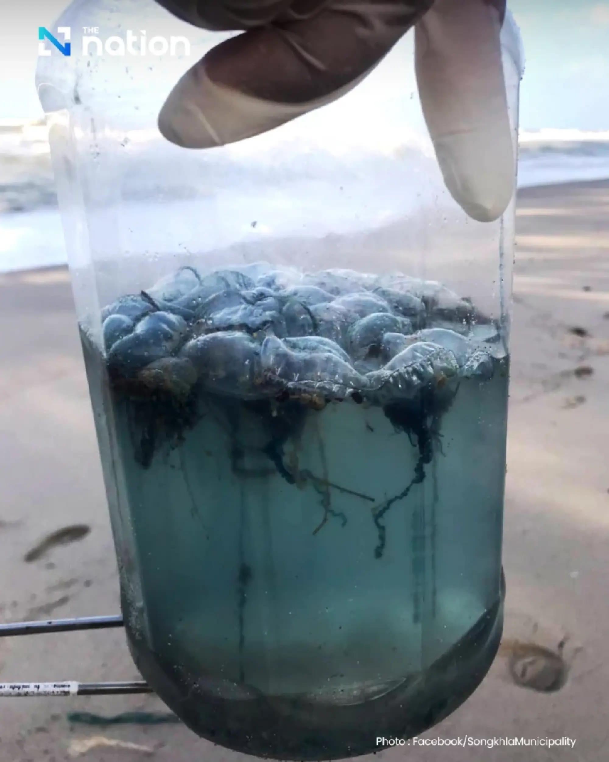 Songkhla steps up beach safety as venomous jellyfish season begins