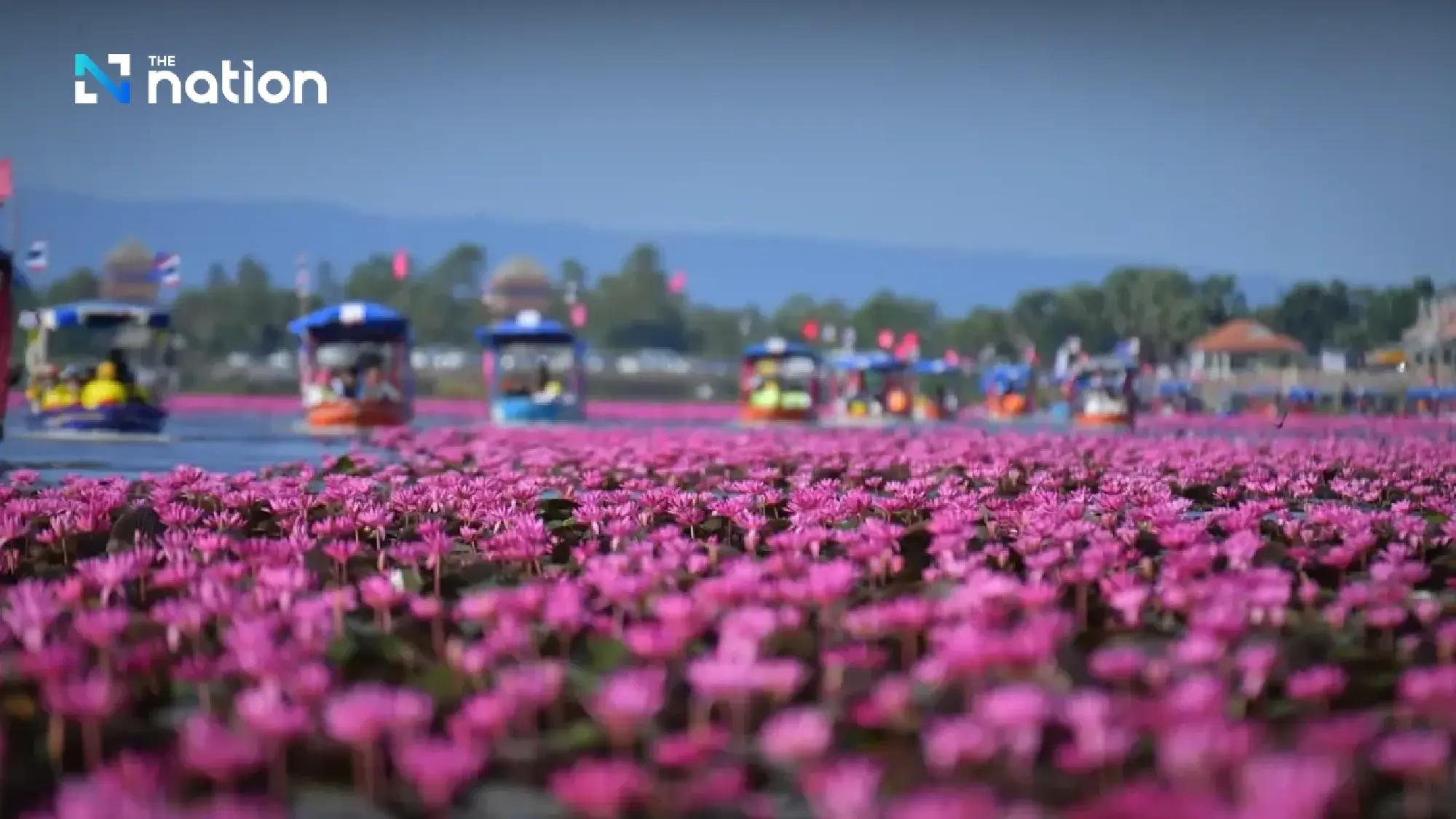 ‘Lisa effect’ draws crowds to Udon Thani’s Red Lotus Sea as TAT forecasts 120,000 visitors this season