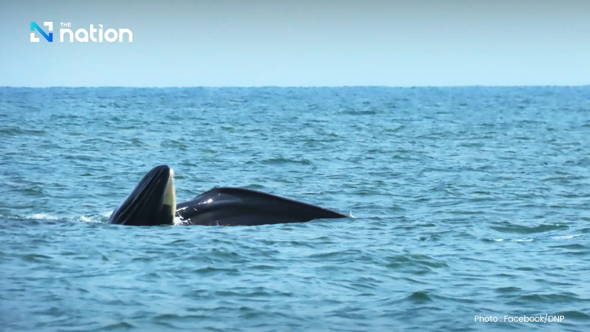 Majestic Bryde’s whales thrill tourists in Mu Ko Ang Thong National Park