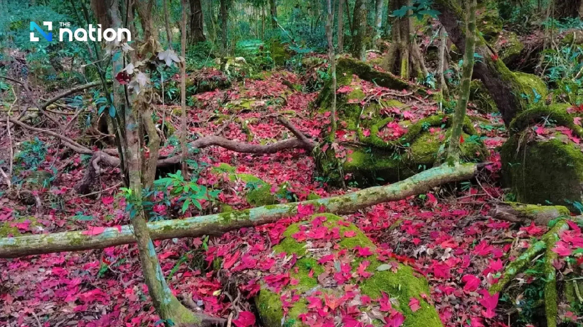 Frost turns Phu Luang white; Doi Inthanon hits 0°C