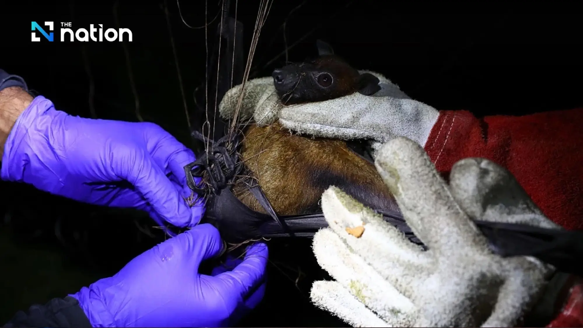 India rushes to contain Nipah virus outbreak near Kolkata