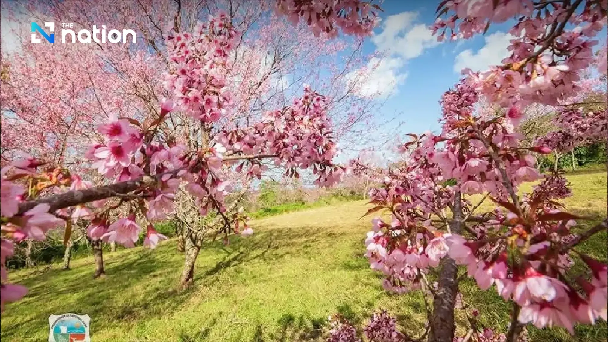 Last call for Thailand’s “sakura” at Phu Lom Lo