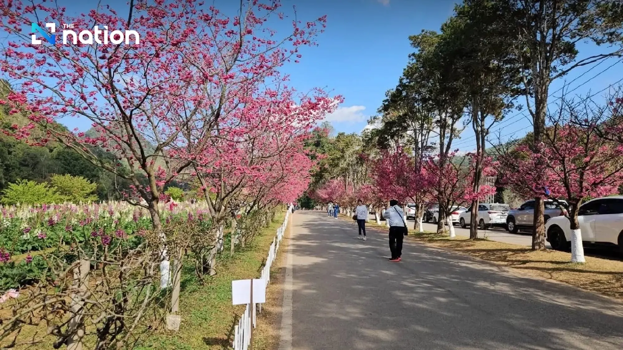 Admire genuine Japanese sakura in full bloom in Chiang Mai