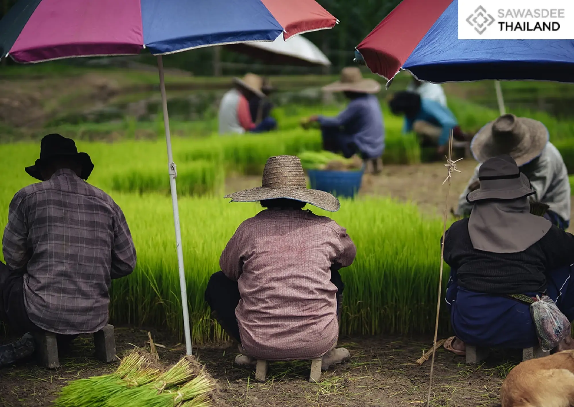 From Commodity to Craft: Thailand's Strategy on "Exquisite Rice"