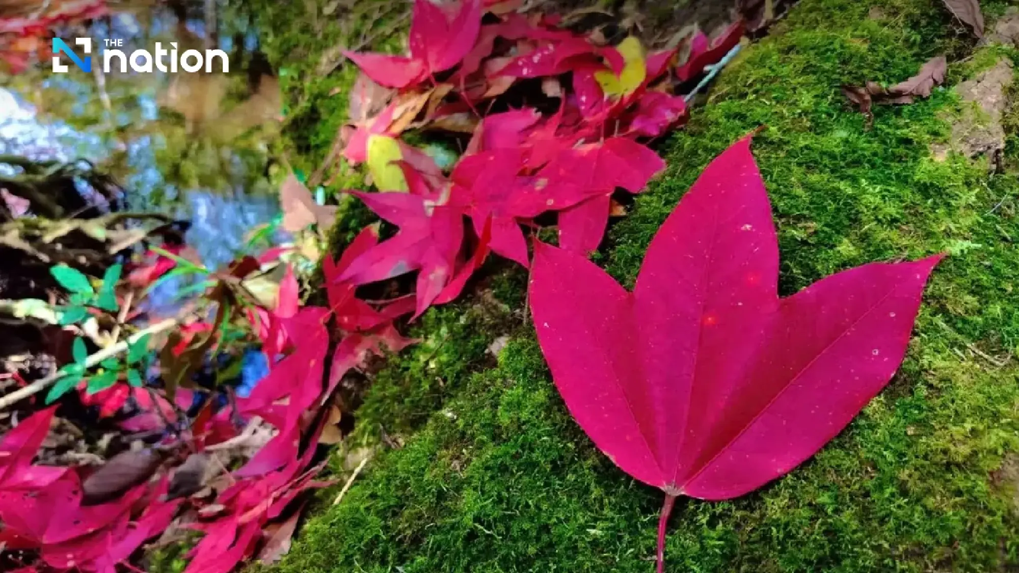 Frost turns Phu Luang white; Doi Inthanon hits 0°C
