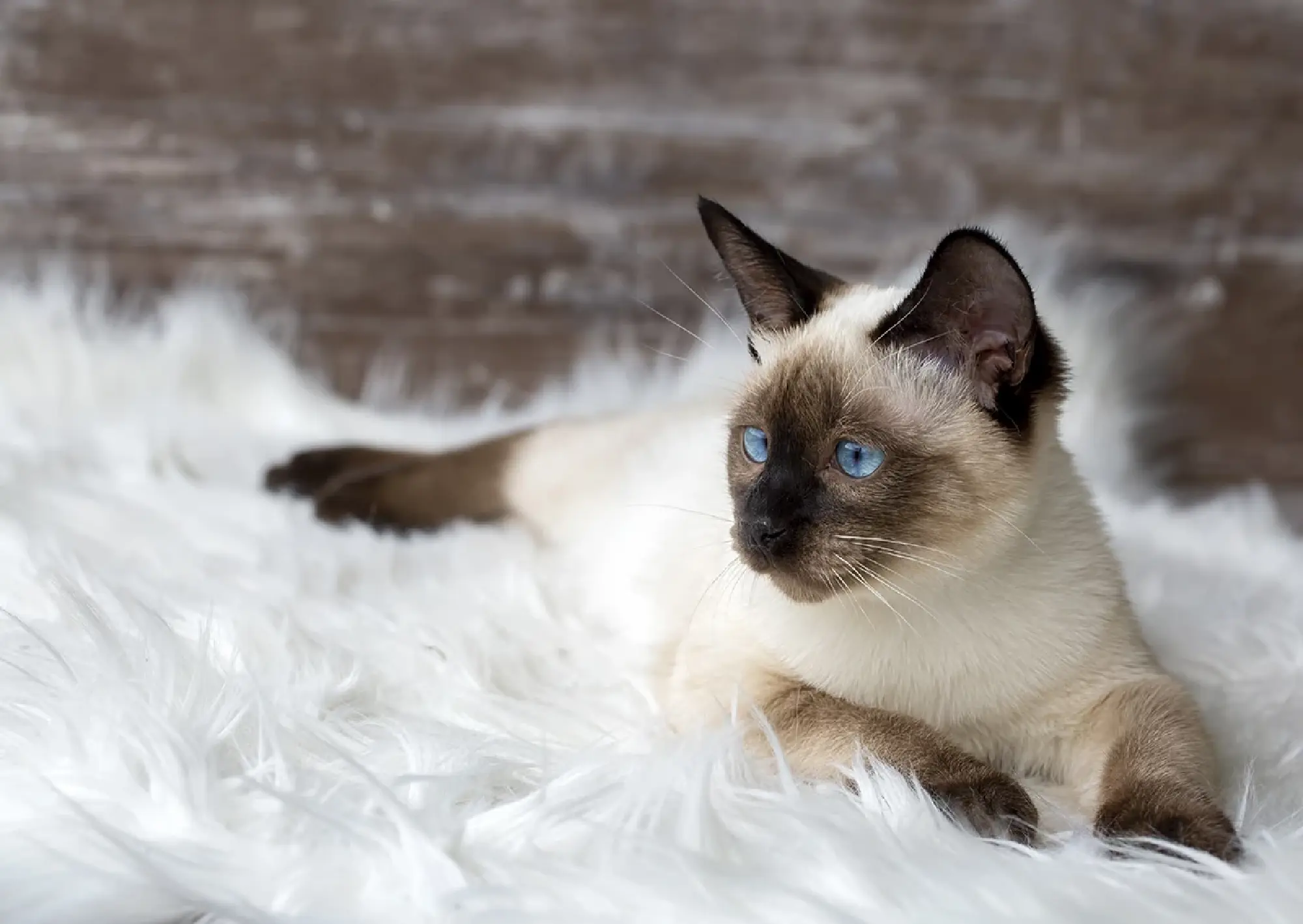 Five Thai cats shape national identity: heritage, luck and cultural pride