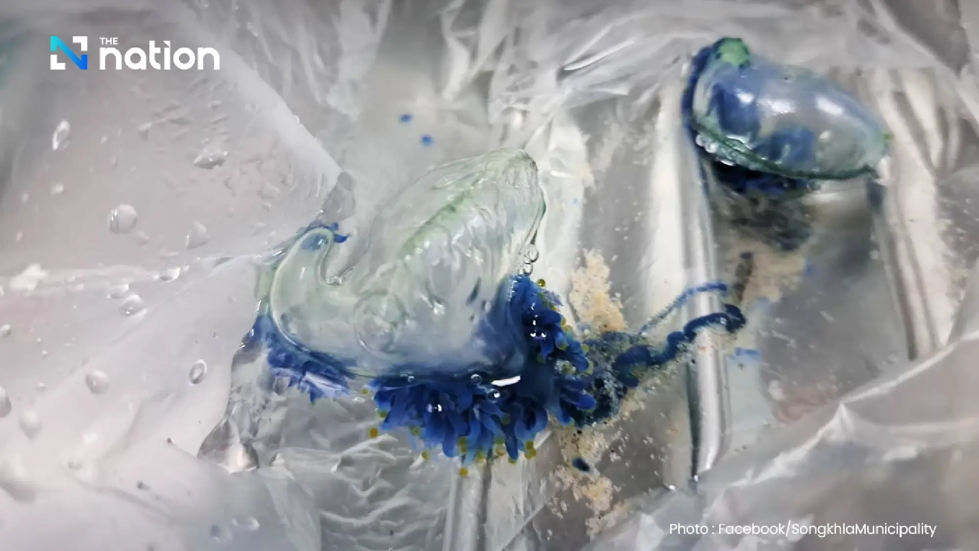 Songkhla steps up beach safety as venomous jellyfish season begins