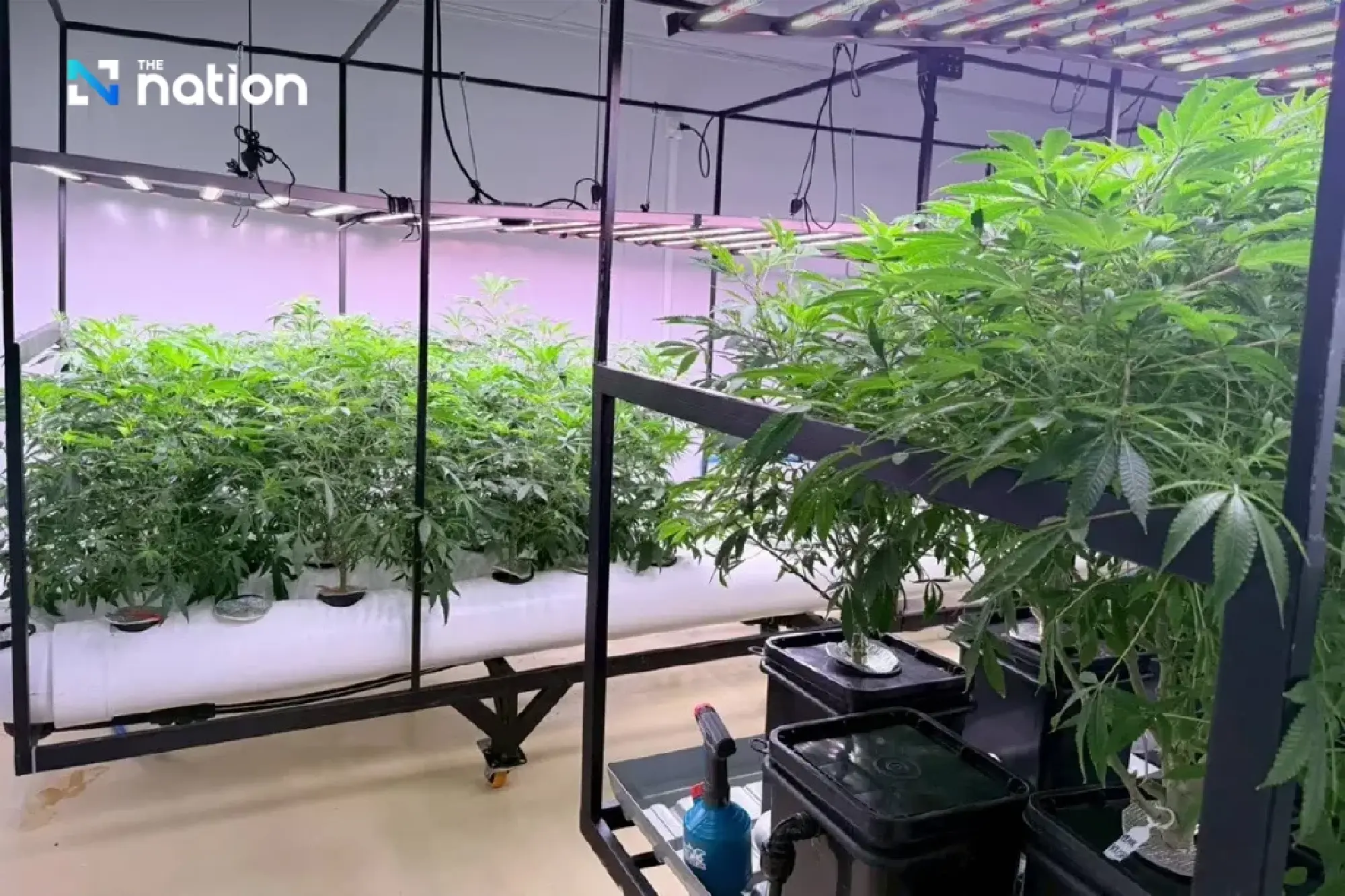 DBD busts foreign-funded cannabis farm in Krabi