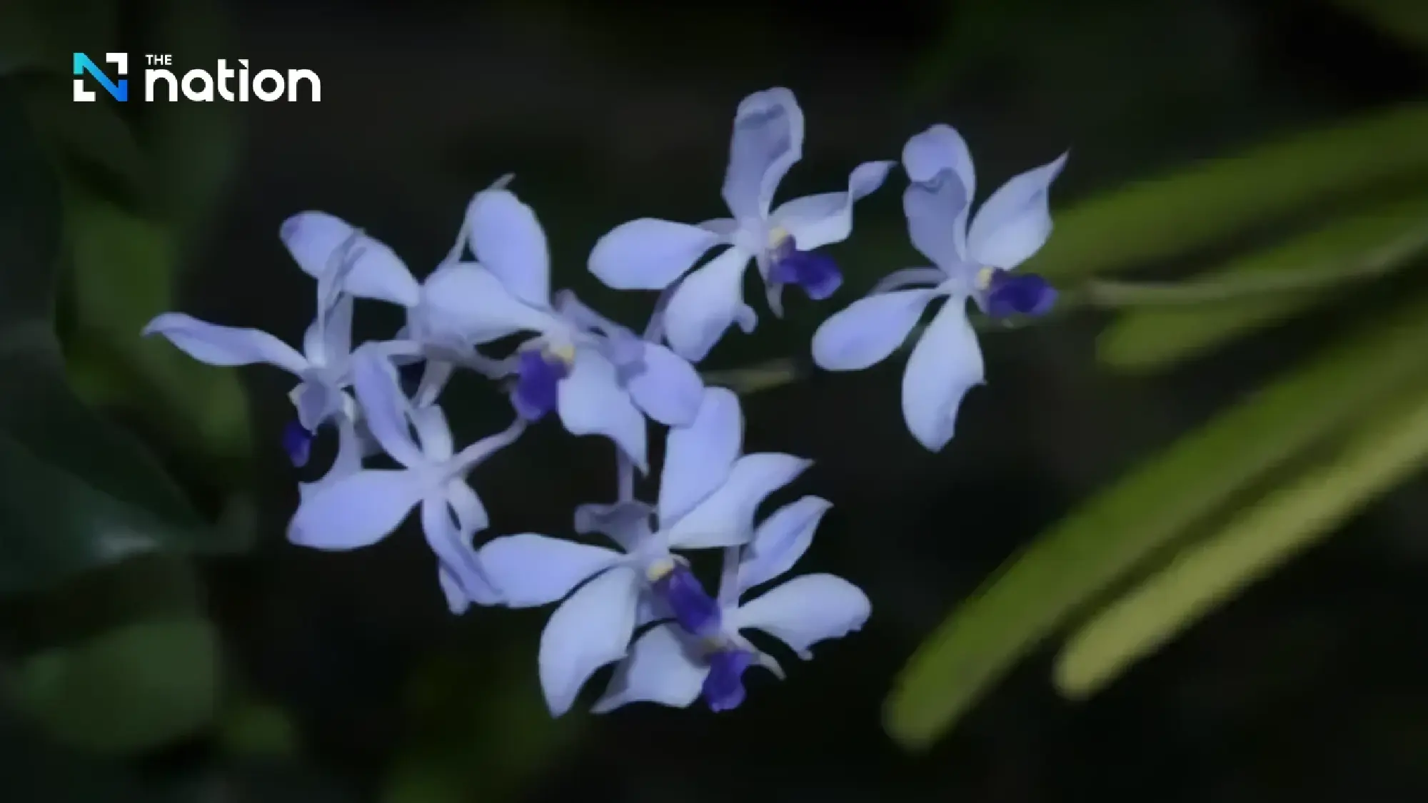Miracle in Chiang Dao forest as rare orchid ‘Fah Mui Noi’ blooms again