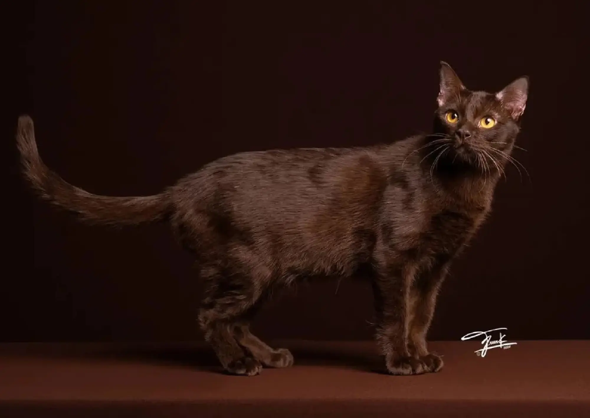 Five Thai cats shape national identity: heritage, luck and cultural pride