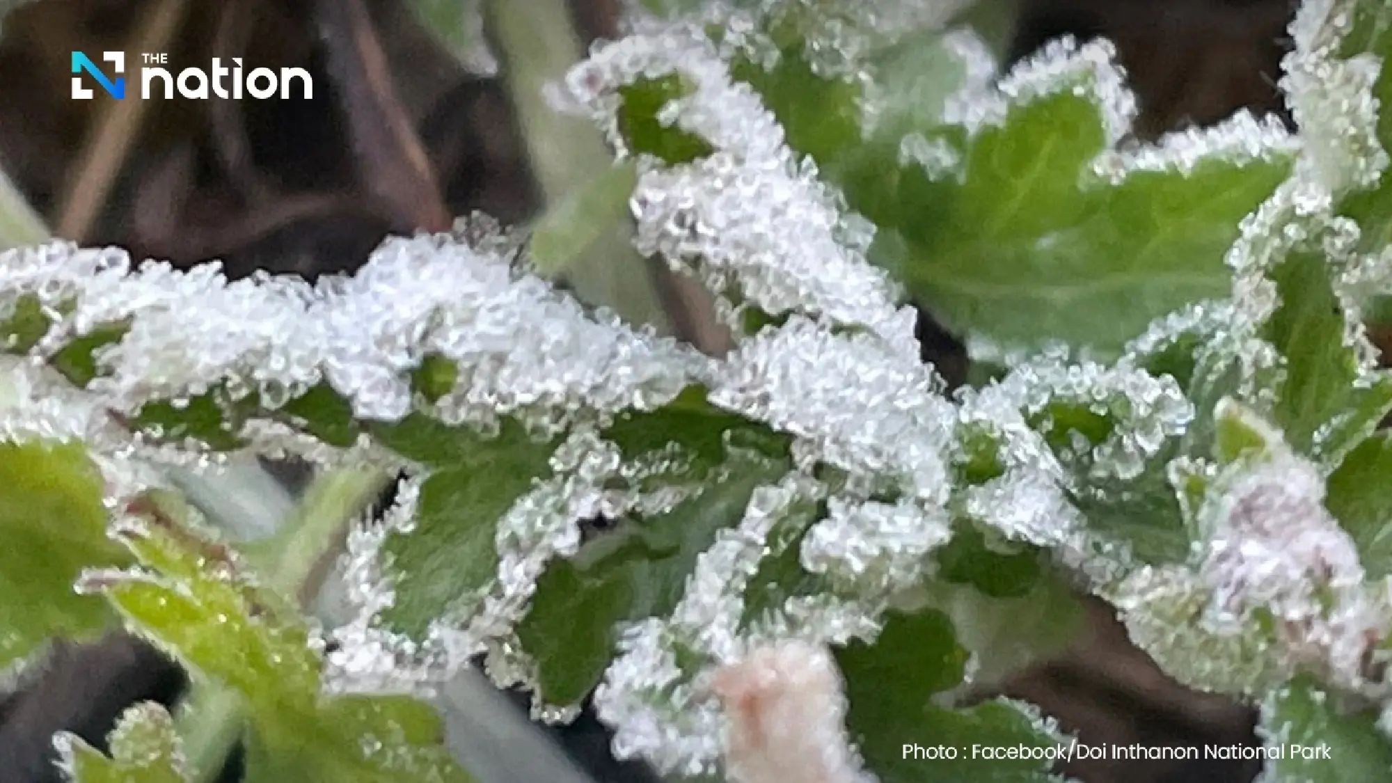 Thailand stays chilly as cold surge grips North, Northeast