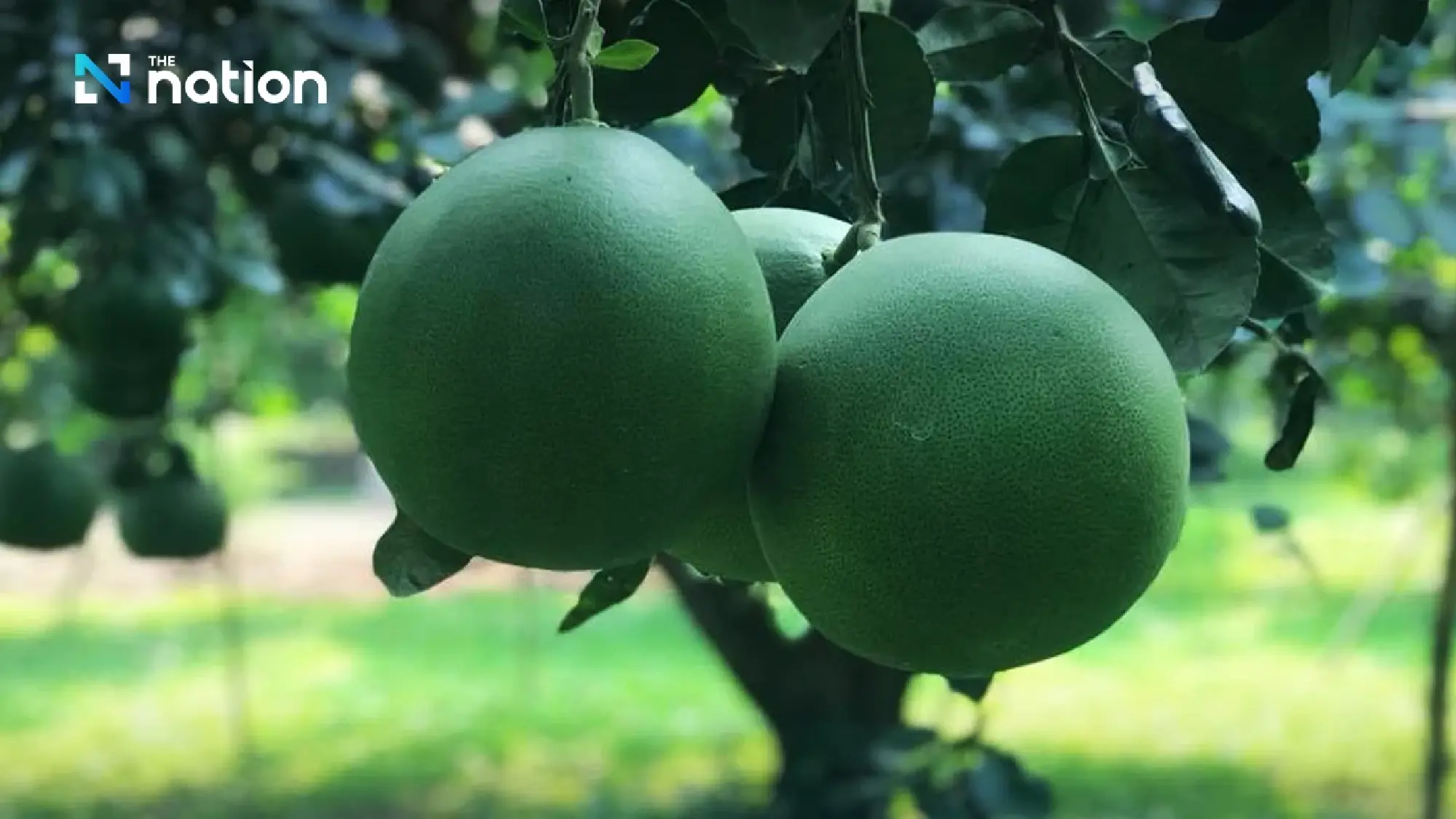 Chiang Rai’s Wiang Kaen pomelo registered as ninth GI product