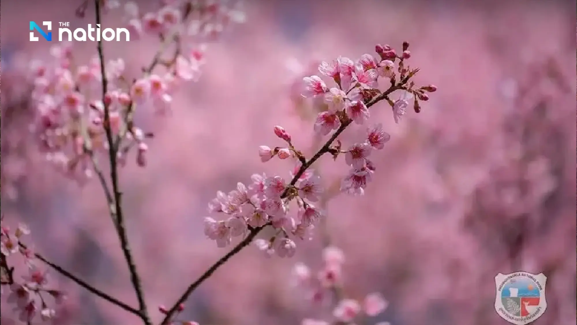 Last call for Thailand’s “sakura” at Phu Lom Lo