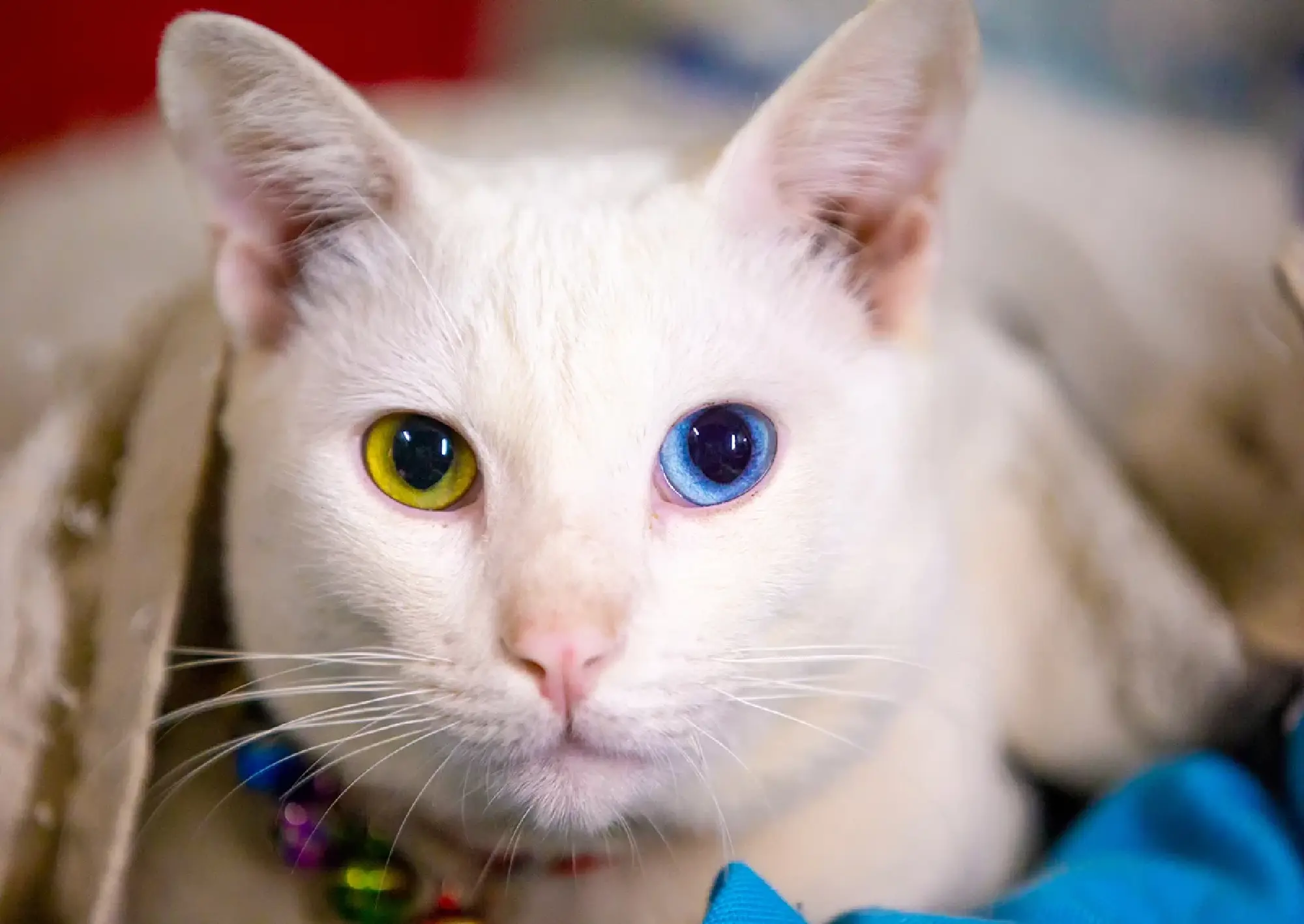 Five Thai cats shape national identity: heritage, luck and cultural pride