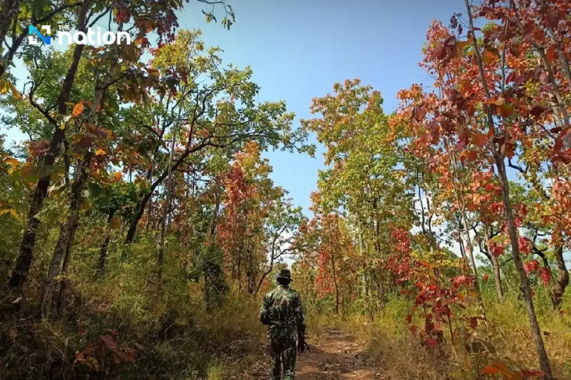 The ‘colour-changing forest’ phenomenon: a spectacular palette in Nam Nao Forest, Phetchabun