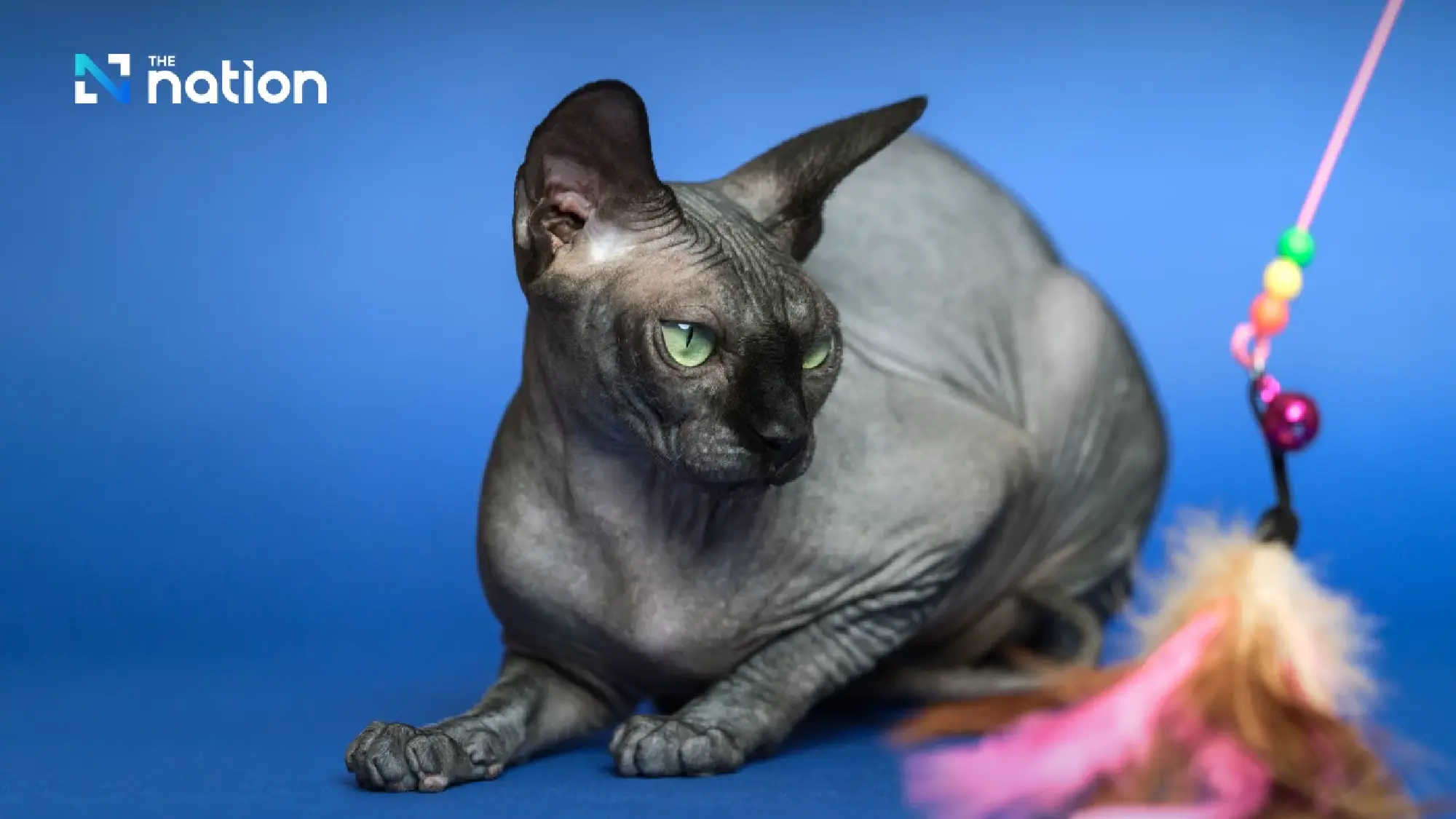 Netherlands bans new Scottish Fold and Sphynx ownership