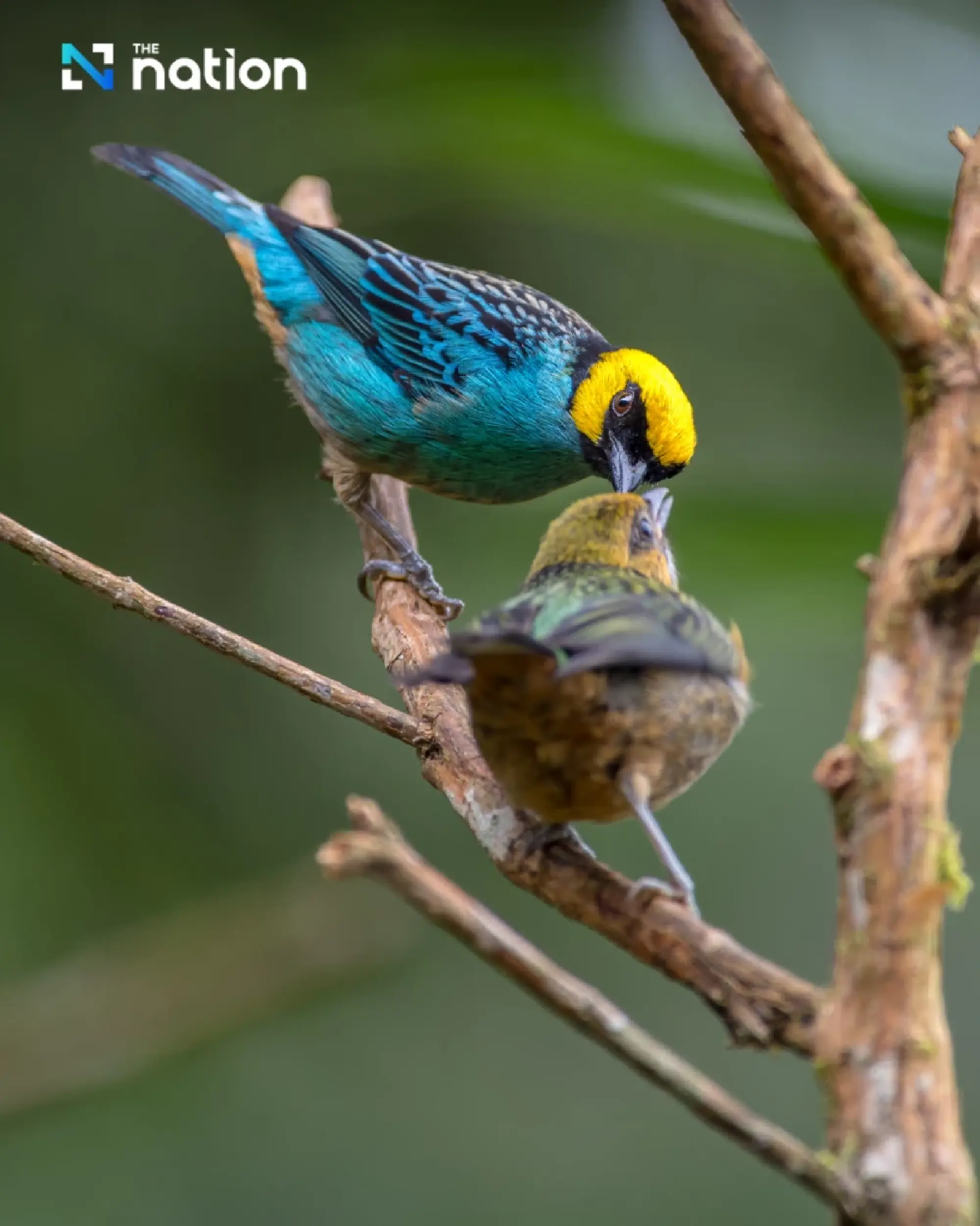 January 5 National Bird Day: rising heat puts chicks at risk