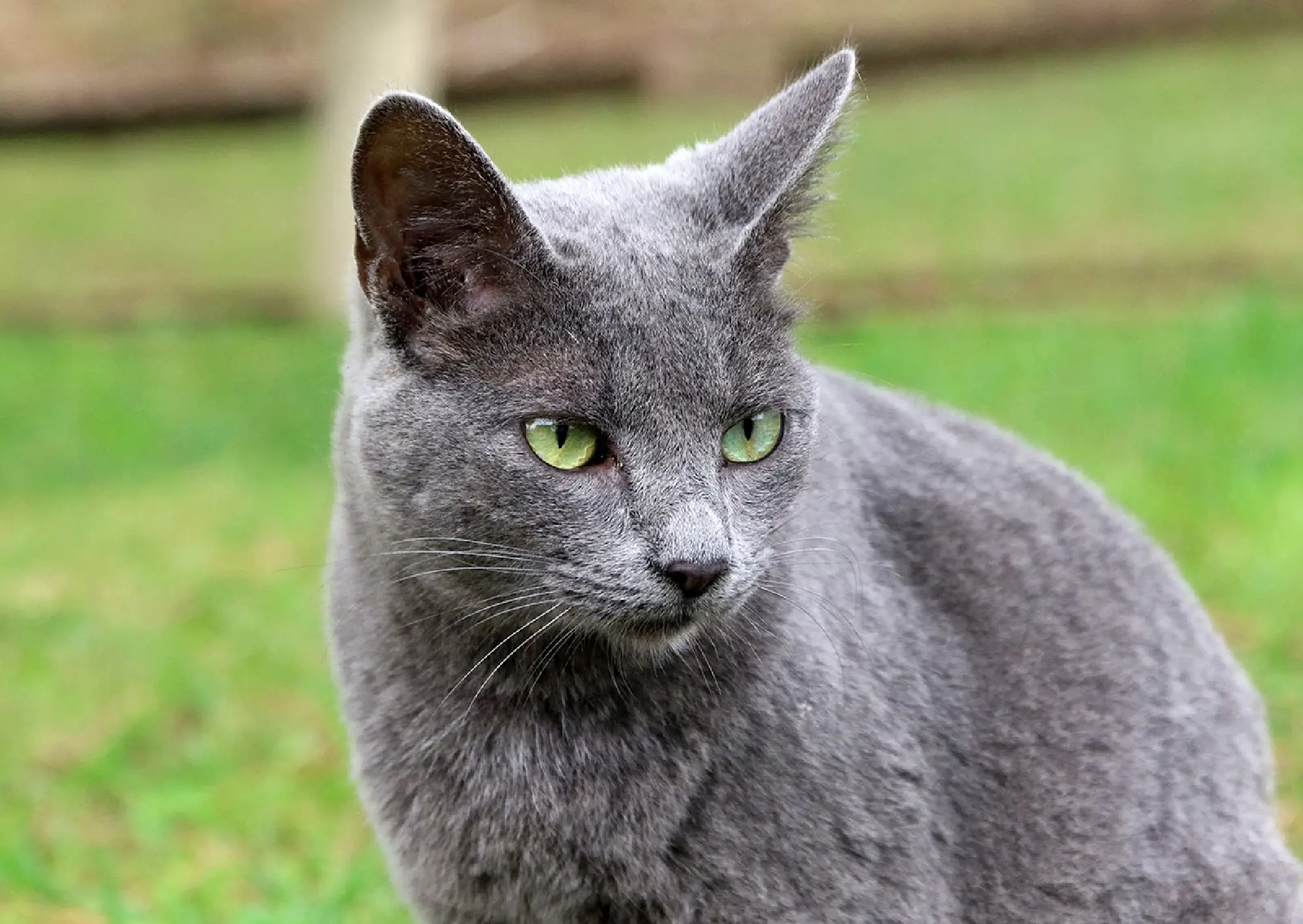 Five Thai cats shape national identity: heritage, luck and cultural pride