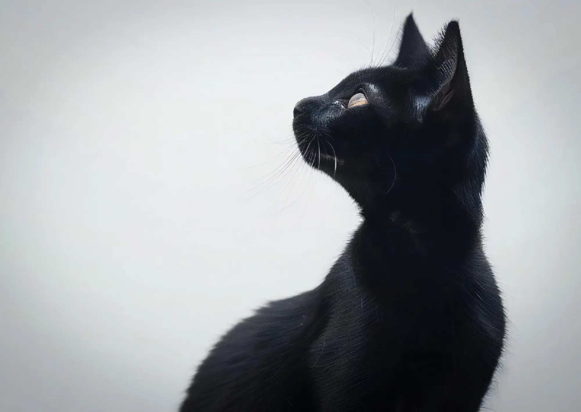 Five Thai cats shape national identity: heritage, luck and cultural pride