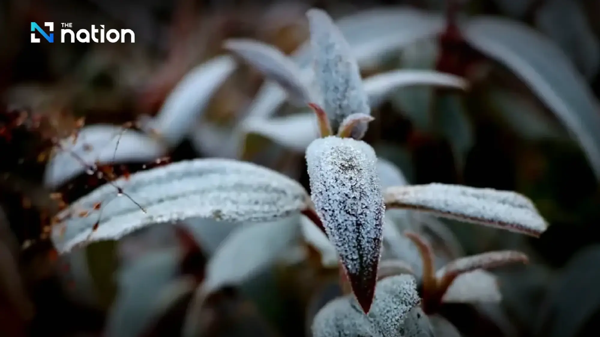 Frost returns to Phu Luang as temperatures drop to 3°C
