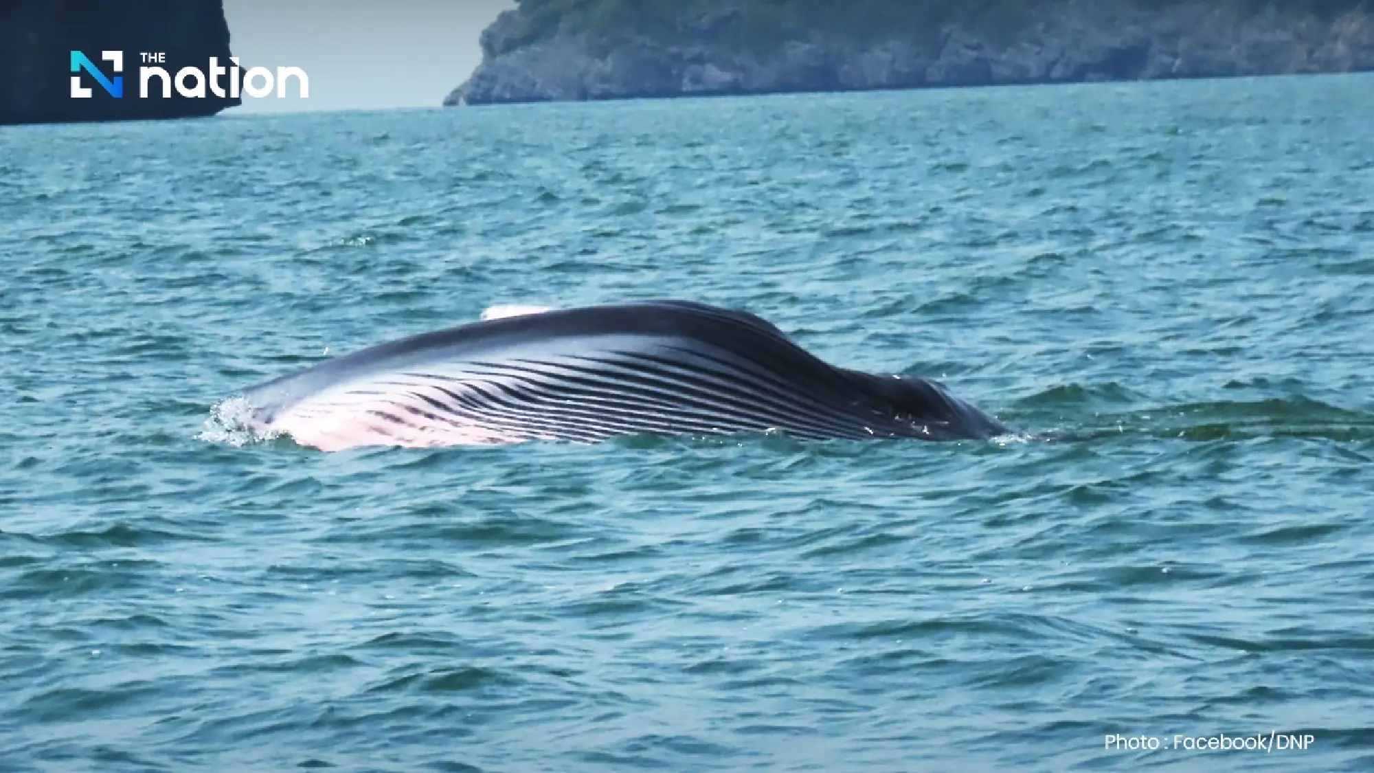 Majestic Bryde’s whales thrill tourists in Mu Ko Ang Thong National Park