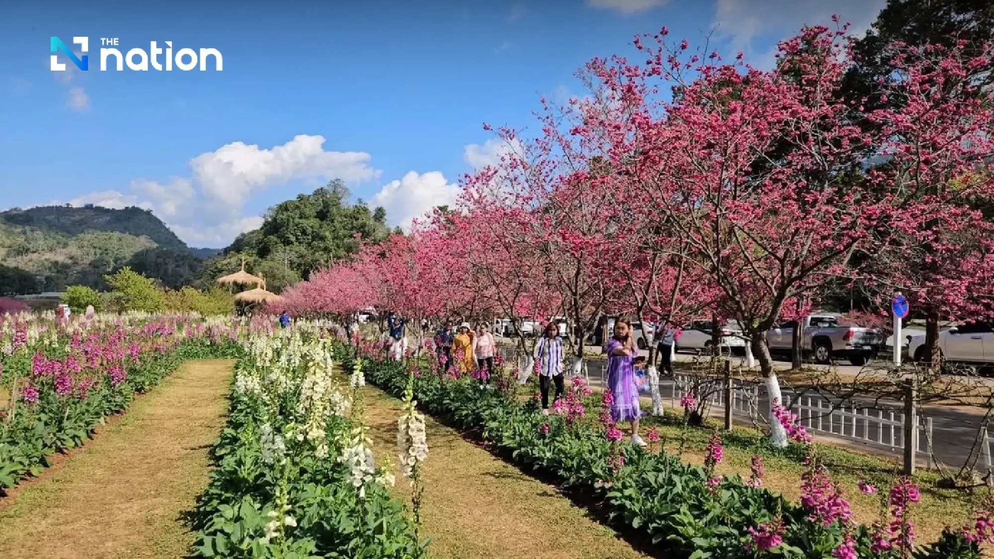 Admire genuine Japanese sakura in full bloom in Chiang Mai