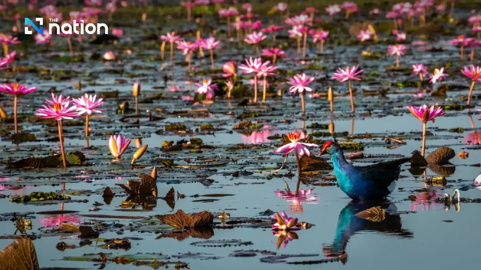 ‘Lisa effect’ draws crowds to Udon Thani’s Red Lotus Sea as TAT forecasts 120,000 visitors this season