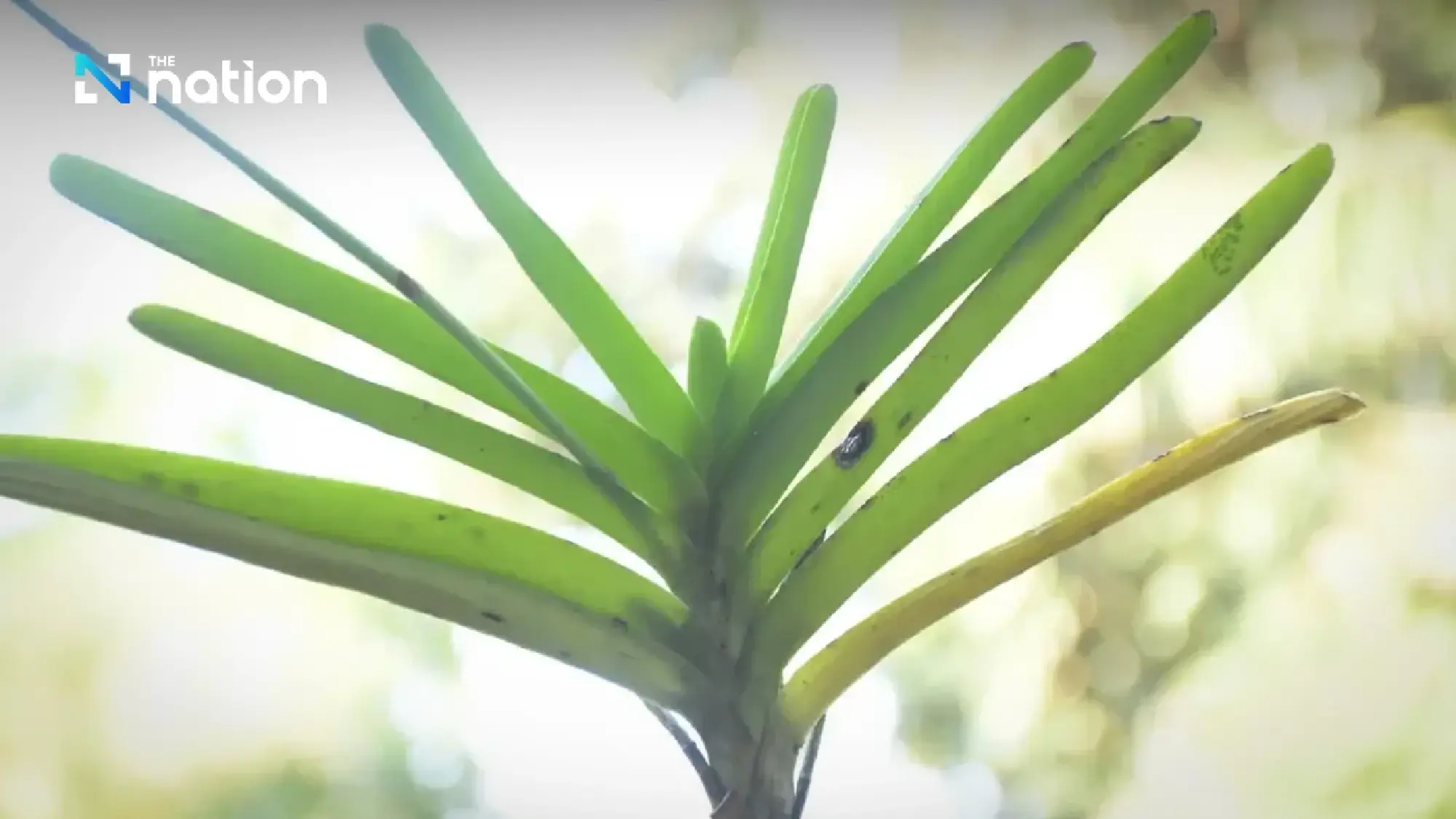 Miracle in Chiang Dao forest as rare orchid ‘Fah Mui Noi’ blooms again