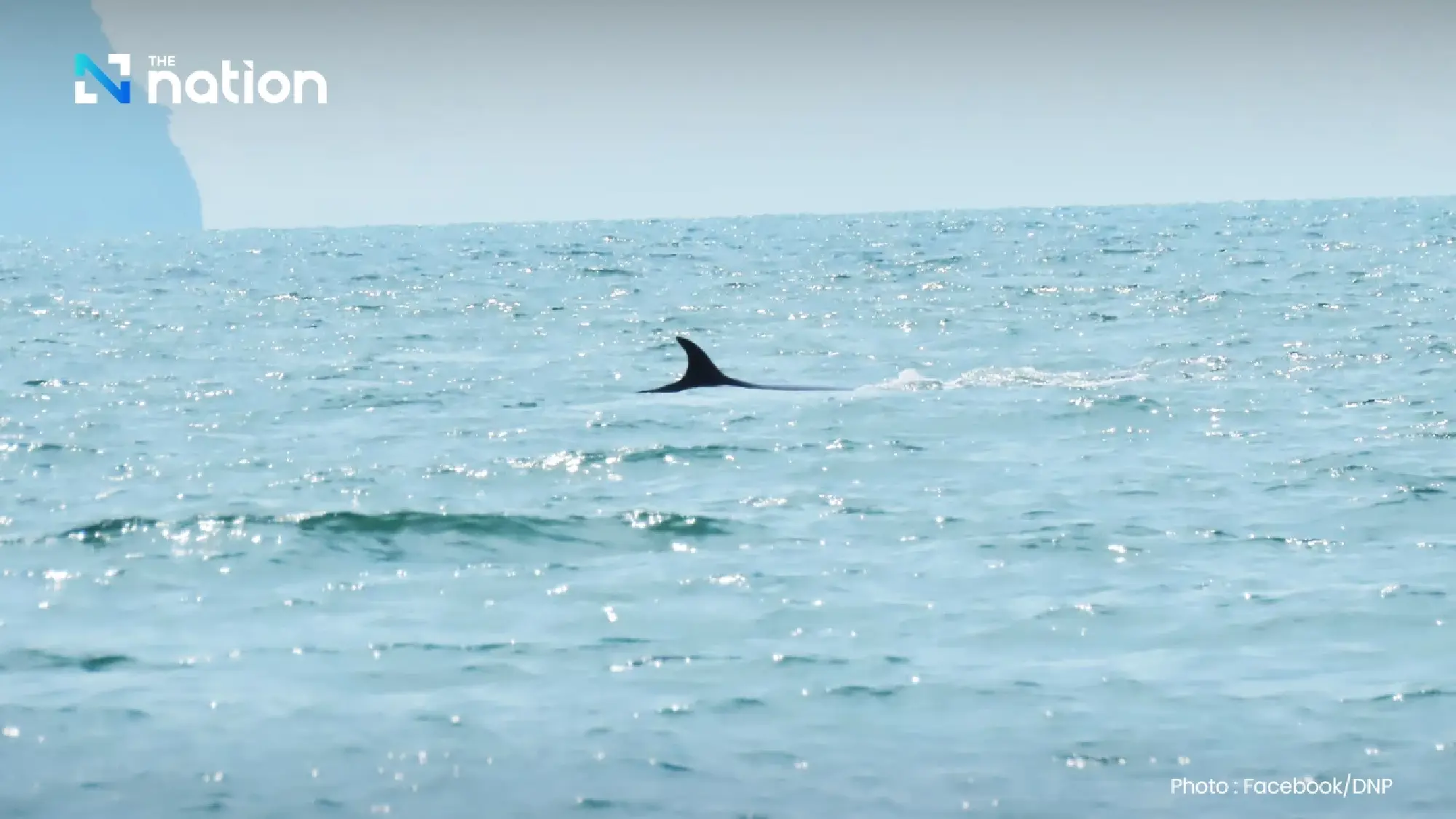 Majestic Bryde’s whales thrill tourists in Mu Ko Ang Thong National Park