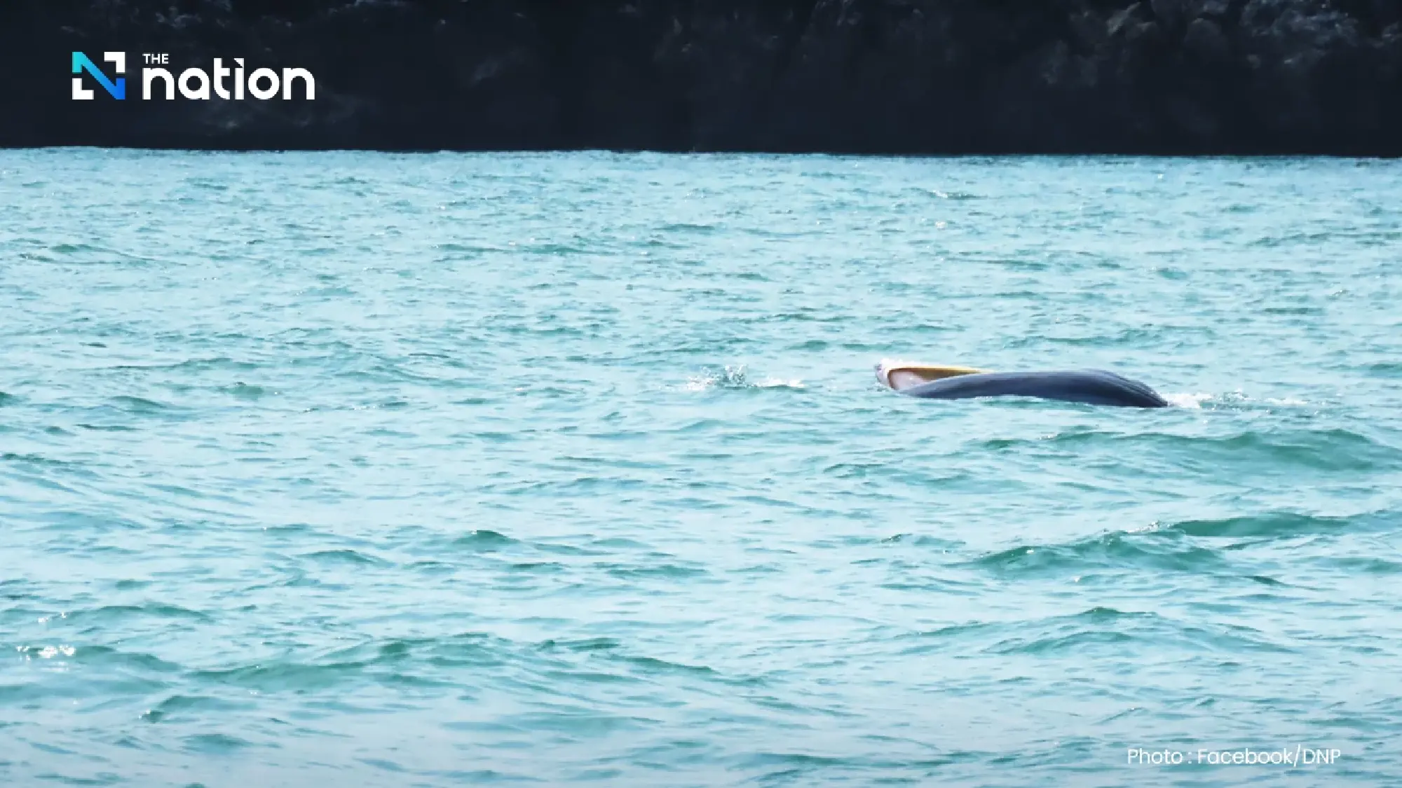 Majestic Bryde’s whales thrill tourists in Mu Ko Ang Thong National Park
