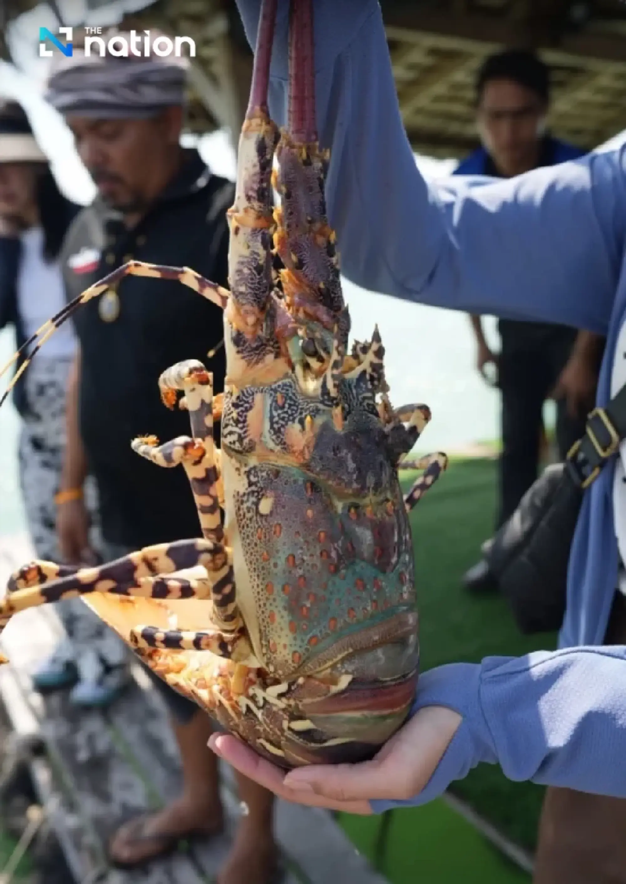 Phuket’s Seven-Coloured Lobster gains GI status, recognised as “Foie Gras of the Sea”
