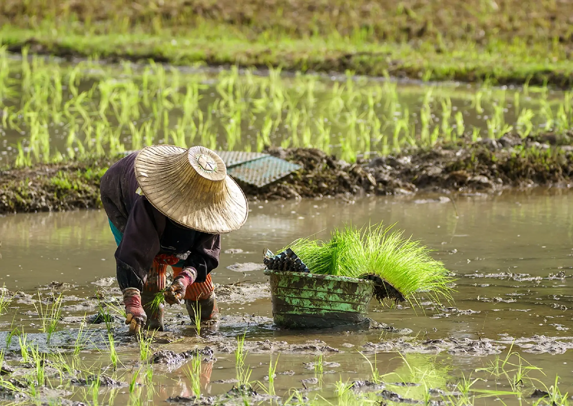 From Commodity to Craft: Thailand's Strategy on "Exquisite Rice"