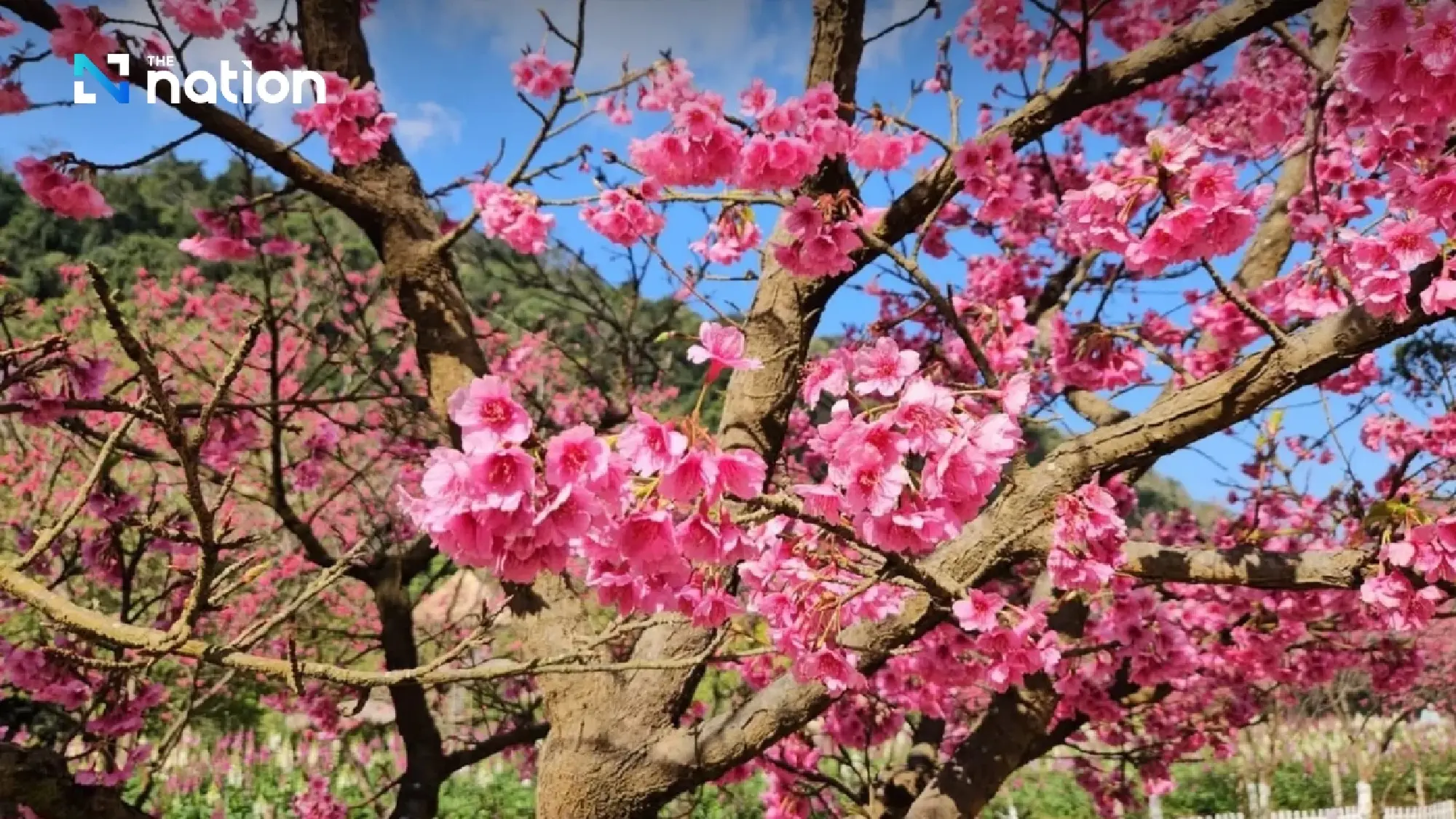 Admire genuine Japanese sakura in full bloom in Chiang Mai